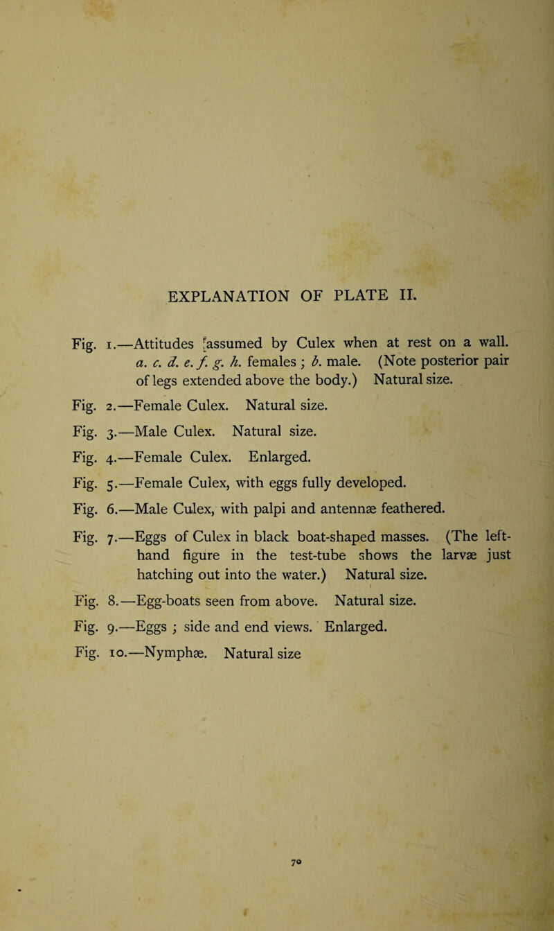 Fig. i.—Attitudes [assumed by Culex when at rest on a wall. a. c. d. e.f. g. h. females ; b. male. (Note posterior pair of legs extended above the body.) Natural size. Fig. 2.—Female Culex. Natural size. Fig. 3.—Male Culex. Natural size. Fig. 4.—Female Culex. Enlarged. Fig. 5.—Female Culex, with eggs fully developed. Fig. 6.—Male Culex, with palpi and antennae feathered. Fig. 7.—Eggs of Culex in black boat-shaped masses. (The left- hand figure in the test-tube shows the larvae just hatching out into the water.) Natural size. - • ' Fig. 8.—Egg-boats seen from above. Natural size. Fig. 9.—Eggs ; side and end views. Enlarged. Fig. 10.—Nymphae. Natural size 70