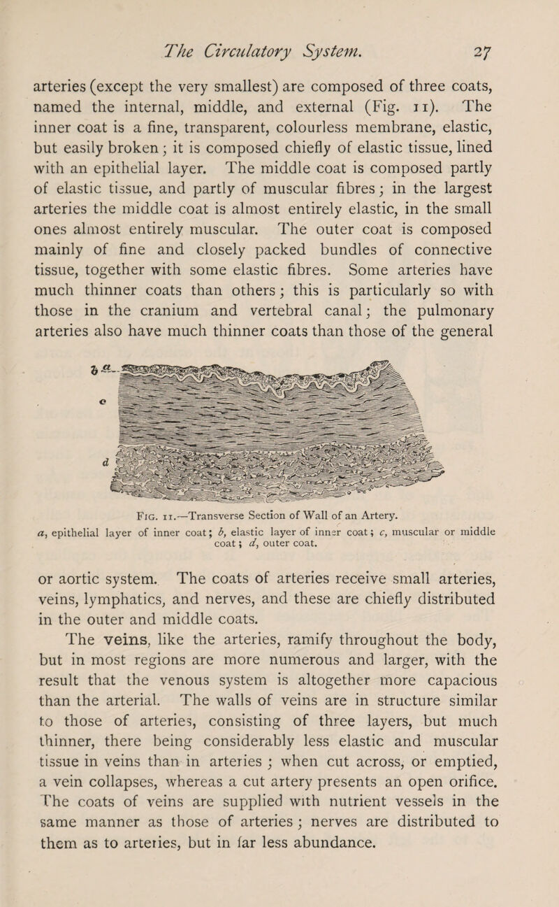 arteries (except the very smallest) are composed of three coats, named the internal, middle, and external (Fig. n). The inner coat is a fine, transparent, colourless membrane, elastic, but easily broken; it is composed chiefly of elastic tissue, lined with an epithelial layer. The middle coat is composed partly of elastic tissue, and partly of muscular fibres; in the largest arteries the middle coat is almost entirely elastic, in the small ones almost entirely muscular. The outer coat is composed mainly of fine and closely packed bundles of connective tissue, together with some elastic fibres. Some arteries have much thinner coats than others; this is particularly so with those in the cranium and vertebral canal; the pulmonary arteries also have much thinner coats than those of the general Fig. ix.—Transverse Section of Wall of an Artery. a, epithelial layer of inner coat; b, elastic layer of inner coat; c, muscular or middle coat; d, outer coat. or aortic system. The coats of arteries receive small arteries, veins, lymphatics, and nerves, and these are chiefly distributed in the outer and middle coats. The veins, like the arteries, ramify throughout the body, but in most regions are more numerous and larger, with the result that the venous system is altogether more capacious than the arterial. The walls of veins are in structure similar to those of arteries, consisting of three layers, but much thinner, there being considerably less elastic and muscular tissue in veins than in arteries ; when cut across, or emptied, a vein collapses, whereas a cut artery presents an open orifice. The coats of veins are supplied with nutrient vessels in the same manner as those of arteries ; nerves are distributed to them as to arteties, but in far less abundance.