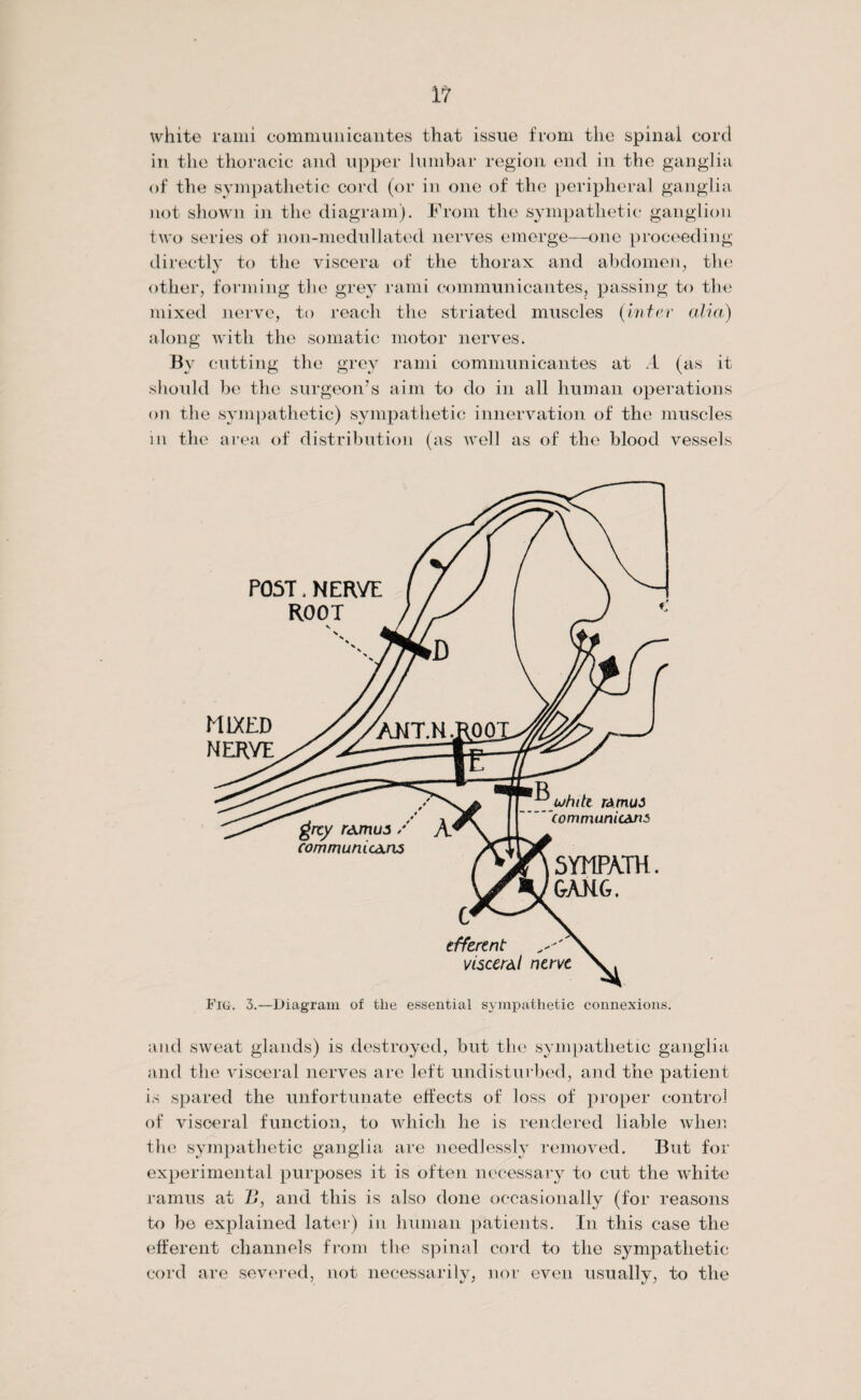 white rami communicantes that issue from the spinal cord in the thoracic and upper lumbar region end in the ganglia of the sympathetic cord (or in one of the peripheral ganglia not shown in the diagram). From the sympathetic ganglion two series of non-medullated nerves emerge—one proceeding directly to the viscera of the thorax and abdomen, the other, forming the grey rami communicantes, passing to the mixed nerve, to reach the striated muscles {inter alia) along with the somatic motor nerves. By cutting the grey rami communicantes at .1 (as it should be the surgeon’s aim to do in all human operations on the sympathetic) sympathetic innervation of the muscles in the area of distribution (as well as of the blood vessels Fiu. 3.—Diagram of the essential sympathetic connexions. and sweat glands) is destroyed, but the sympathetic ganglia and the visceral nerves are left undisturbed, and the patient is spared the unfortunate effects of loss of proper control of visceral function, to which he is rendered liable when the sympathetic ganglia are needlessly removed. But for experimental purposes it is often necessary to cut the white ramus at Z?, and this is also done occasionally (for reasons to bo explained later) in human patients. In this case the efferent channels from the spinal cord to the sympathetic cord are severed, not necessarily, nor even usually, to the