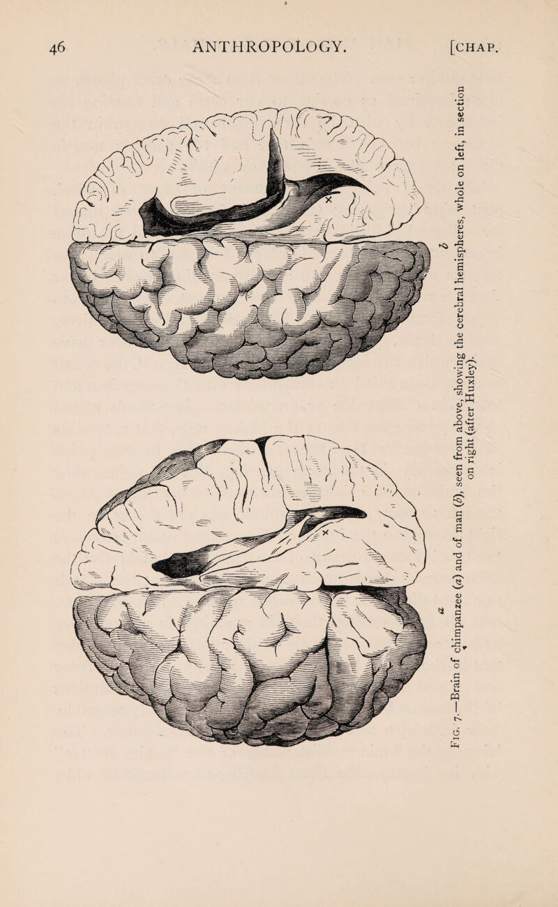 * I’IG- 7- Brain of chimpanzee (a) and of man (b), seen from above, showing the cerebral hemispheres, whole on left, in section on right (after Huxley).