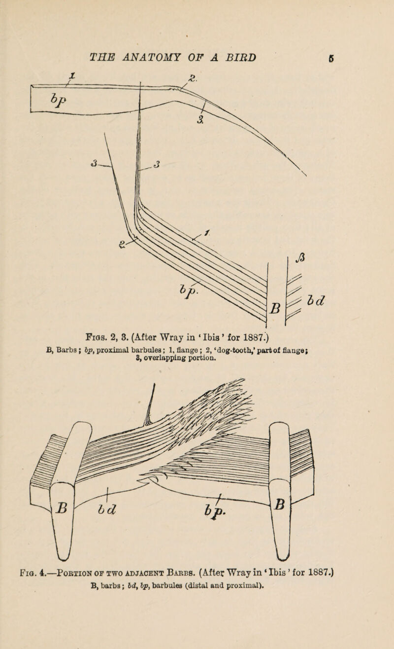Figs. 2, 3. (After Wray in ‘ Ibis ’ for 1887.) B, Barbs ; bp, proximal barbules; 1, flange ; 2, ‘dog-tooth,’ part of flange; 3, overlapping portion. Fig. 4.—Portion of two adjacent Barbs. (After Wray in * Ibis ’ for 1887.) B, barbs; Id, bp, barbules (distal and proximal).
