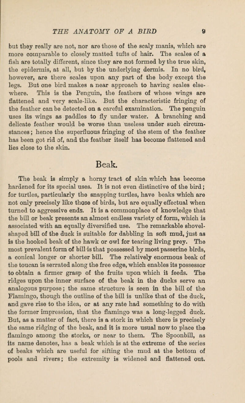 but they really are not, nor are those of the scaly manis, which are more comparable to closely matted tufts of hair. The scales of a fish are totally different, since they are not formed by the true skin, the epidermis, at all, but by the underlying dermis. In no bird, however, are there scales upon any part of the body except the legs. But one bird makes a near approach to having scales else¬ where. This is the Penguin, the feathers of whose wings are flattened and very scale-like. But the characteristic fringing of the feather can be detected on a careful examination. The penguin uses its wings as paddles to fly under water. A branching and delicate feather would be worse than useless under such circum¬ stances ; hence the superfluous fringing of the stem of the feather has been got rid of, and the feather itself has become flattened and lies close to the skin. Beak. The beak is simply a horny tract of skin which has become hardened for its special uses. It is not even distinctive of the bird; for turtles, particularly the snapping turtles, have beaks which are not only precisely like those of birds, but are equally effectual when turned to aggressive ends. It is a commonplace of knowledge that the bill or beak presents an almost endless variety of form, which is associated with an equally diversified use. The remarkable shovel¬ shaped bill of the duck is suitable for dabbling in soft mud, just as is the hooked beak of the hawk or owl for tearing living prey. The most prevalent form of bill is that possessed by most passerine birds, a conical longer or shorter bill. The relatively enormous beak of the toucan is serrated along the free edge, which enables its possessor to obtain a firmer grasp of the fruits upon which it feeds. The ridges upon the inner surface of the beak in the ducks serve an analogous purpose; the same structure is seen in the bill of the Flamingo, though the outline of the bill is unlike that of the duck, and gave rise to the idea, or at any rate had something to do with the former impression, that the flamingo was a long-legged duck. But, as a matter of fact, there is a stork in which there is precisely the same ridging of the beak, and it is more usual now to place the flamingo among the storks, or near to them. The Spoonbill., as its name denotes, has a beak which is at the extreme of the series of beaks which are useful for sifting the mud at the bottom of pools and rivers; the extremity is widened and flattened out.