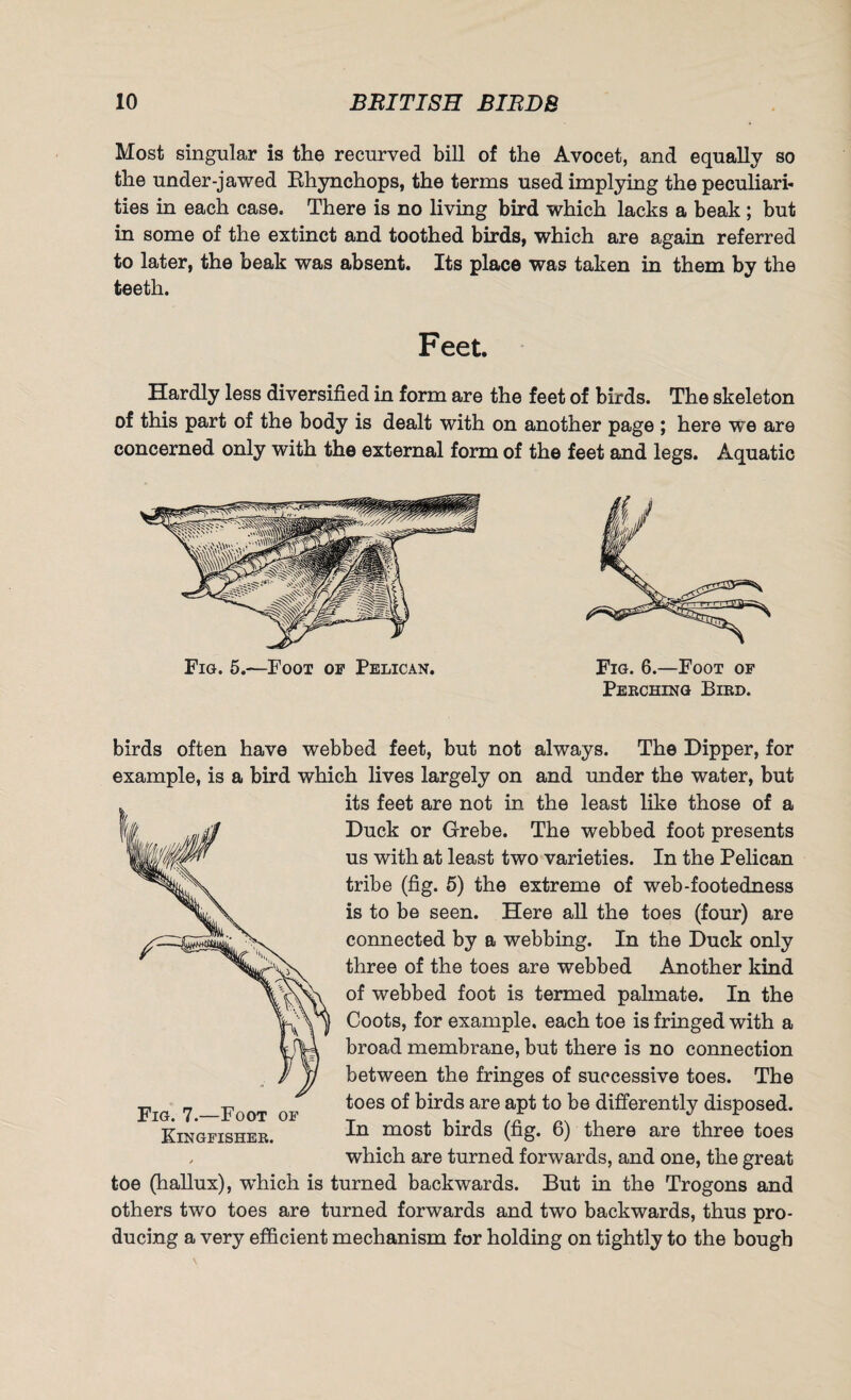 Most singular is the recurved bill of the Avocet, and equally so the under-jawed Bhynchops, the terms used implying the peculiari¬ ties in each case. There is no living bird which lacks a beak ; but in some of the extinct and toothed birds, which are again referred to later, the beak was absent. Its place was taken in them by the teeth. Feet. Hardly less diversified in form are the feet of birds. The skeleton of this part of the body is dealt with on another page ; here we are concerned only with the external form of the feet and legs. Aquatic Fig. 5.—Foot of Pelican. Fig. 6.—Foot of Perching Bird. birds often have webbed feet, but not always. The Dipper, for example, is a bird which lives largely on and under the water, but its feet are not in the least like those of a Duck or Grebe. The webbed foot presents us with at least two varieties. In the Pelican tribe (fig. 5) the extreme of web-footedness is to be seen. Here all the toes (four) are connected by a webbing. In the Duck only three of the toes are webbed Another kind of webbed foot is termed palmate. In the Coots, for example, each toe is fringed with a broad membrane, but there is no connection between the fringes of successive toes. The toes of birds are apt to be differently disposed. In most birds (fig. 6) there are three toes , which are turned forwards, and one, the great toe (hallux), which is turned backwards. But in the Trogons and others two toes are turned forwards and two backwards, thus pro¬ ducing a very efficient mechanism for holding on tightly to the bough Fig. 7.—Foot of Kingfisher.