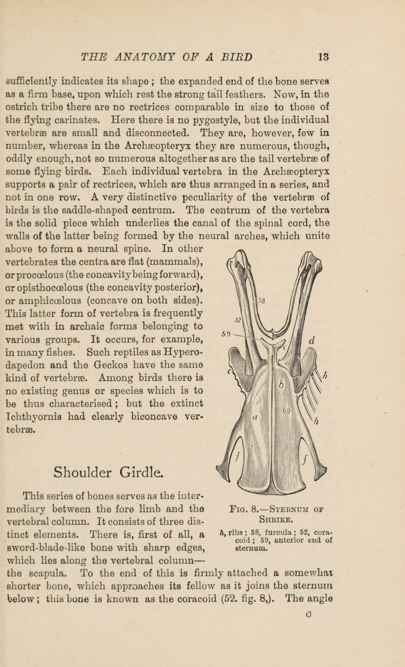 sufficiently indicates its shape ; the expanded end of the bone serves as a firm base, upon which rest the strong tail feathers. Now, in the ostrich tribe there are no rectrices comparable in size to those of the flying carinates. Here there is no pygostyle, but the individual vertebrae are small and disconnected. They are, howrever, few in number, whereas in the Archaeopteryx they are numerous, though, oddly enough, not so numerous altogether as are the tail vertebrae of some flying birds. Each individual vertebra in the Archaeopteryx supports a pair of rectrices, which are thus arranged in a series, and not in one row. A very distinctive peculiarity of the vertebrae of birds is the saddle-shaped centrum. The centrum of the vertebra is the solid piece which underlies the canal of the spinal cord, the walls of the latter being formed by the neural arches, which unite above to form a neural spine. In other vertebrates the centra are flat (mammals), orproccelous (the concavity being forward), or opisthocoelous (the concavity posterior), or amphiccelous (concave on both sides). This latter form of vertebra is frequently met with in archaic forms belonging to various groups. It occurs, for example, in many fishes. Such reptiles as Hypero- dapedon and the Geckos have the same kind of vertebrae. Among birds there is no existing genus or species which is to be thus characterised; but the extinct Ichthyornis had clearly biconcave ver¬ tebrae. Shoulder Girdle. This series of bones serves as the inter¬ mediary between the fore limb and the vertebral column. It consists of three dis¬ tinct elements. There is, first of all, a sword-blade-like bone with sharp edges, which lies along the vertebral column— the scapula. To the end of this is firmly attached a somev/hax shorter bone, which approaches its fellow as it joins the sternum below ; this bone is known as the coracoid (52. fig. 8,). The angle Fig. 8.—Sternum of Shrike. h, ribs ; 58, furcula ; 52, cora¬ coid ; 59, anterior end of sternum. 0