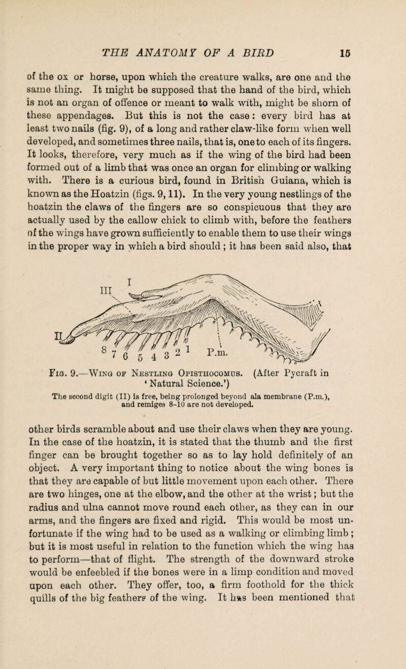 of the ox or horse, upon which the creature walks, are one and the same thing. It might be supposed that the hand of the bird, which is not an organ of offence or meant to walk with, might be shorn of these appendages. But this is not the case: every bird has at least two nails (fig. 9), of a long and rather claw-like form when well developed, and sometimes three nails, that is, one to each of its fingers. It looks, therefore, very much as if the wing of the bird had been formed out of a limb that was once an organ for climbing or walking with. There is a curious bird, found in British Guiana, which is known as the Hoatzin (figs. 9,11). In the very young nestlings of the hoatzin the claws of the fingers are so conspicuous that they aro actually used by the callow chick to climb with, before the feathers of the wings have grown sufficiently to enable them to use their wings in the proper way in which a bird should ; it has been said also, that Fig. 9.—Wing of Nestling Opisthocomus. (After Pycraft in ‘ Natural Science.’) The second digit (II) is free, being prolonged beyond ala membrane (P.m.), and remiges 8-10 are not developed. other birds scramble about and use their claws when they are young. In the case of the hoatzin, it is stated that the thumb and the first finger can be brought together so as to lay hold definitely of an object. A very important thing to notice about the wing bones is that they are capable of but little movement upon each other. There are two hinges, one at the elbow, and the other at the wrist; but the radius and ulna cannot move round each other, as they can in our arms, and the fingers are fixed and rigid. This would be most un¬ fortunate if the wing had to be used as a walking or climbing limb; but it is most useful in relation to the function which the wing has to perform—that of flight. The strength of the downward stroke would be enfeebled if the bones were in a limp condition and moved upon each other. They offer, too, a firm foothold for the thick quills of the big feathers of the wing. It has been mentioned that