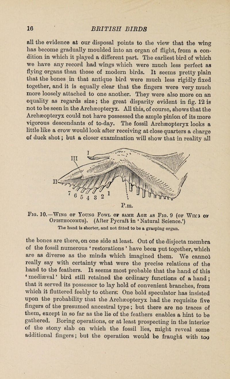 all the evidence at our disposal points to the view that the wing has become gradually moulded into an organ of flight, from a con¬ dition in which it played a different part. The earliest bird of which we have any record had wings which were much less perfect as flying organs than those of modern birds. It seems pretty plain that the bones in that antique bird were much less rigidly fixed together, and it is equally clear that the fingers were very much more loosely attached to one another. They were also more on an equality as regards size; the great disparity evident in fig. 12 is not to be seen in the Archasopteryx. All this, of course, shows that the Archaeopteryx could not have possessed the ample pinion of its more vigorous descendants of to-day. The fossil Archaeopteryx looks a little like a crow would look after receiving at close quarters a charge of duck shot; but a closer examination will show that in reality all Fig. 10.—Wing of Young Fowl of same Age as Fig. 9 (of Win 3 of Opistiiocomus). (After Pycraft in ‘ Natural Science.’) The hand Is shorter, and not fitted to be a grasping organ. the bones are there, on one side at least. Out of the disjecta membra of the fossil numerous ‘ restorations ’ have been put together, which are as diverse as the minds which imagined them. We cannoi really say with certainty what were the precise relations of the hand to the feathers. It seems most probable that the hand of this ‘ mediaeval ’ bird still retained the ordinary functions of a hand; that it served its possessor to lay hold of convenient branches, from which it fluttered feebly to others: One bold speculator has insisted upon the probability that the Archaeopteryx had the requisite five fingers of the presumed ancestral type; but there are no traces of them, except in so far as the lie of the feathers enables a hint to be gathered. Boring operations, or at least prospecting in the interior of the stony slab on which the fossil lies, might reveal some additional fingers; but the operation would be fraught with too
