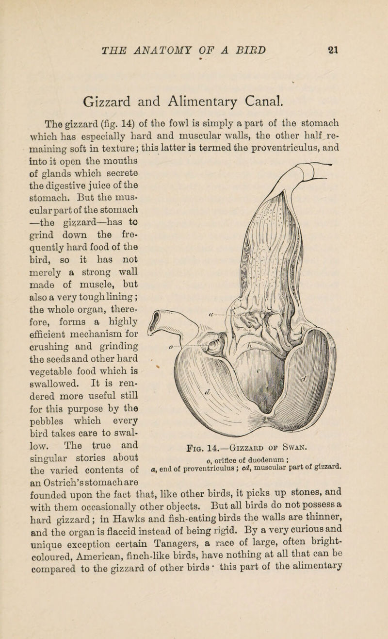 Gizzard and Alimentary Canal. The gizzard (fig. 14) of the fowl is simply a part of the stomach which has especially hard and muscular walls, the other half re¬ maining soft in texture; this latter is termed the proventriculus, and into it open the mouths of glands which secrete the digestive juice of the stomach. But the mus¬ cular part of the stomach —the gizzard—has to grind down the fre¬ quently hard food of the bird, so it has not merely a strong wall made of muscle, but also a very tough lining; the whole organ, there¬ fore, forms a highly efficient mechanism for crushing and grinding the seeds and other hard vegetable food which is swallowed. It is ren¬ dered more useful still for this purpose by the pebbles which every bird takes care to swal¬ low. The true and singular stories about the varied contents of an Ostrich’s stomach are founded upon the fact that, like other birds, it picks up stones, and with them occasionally other objects. But all birds do not possess a hard gizzard ; in Hawks and fish-eating birds the walls are thinner, and the organ is flaccid instead of being rigid. By a very curious and unique exception certain Tanagers, a race of large, often bright- coloured, American, finch-like birds, have nothing at all that can be compared to the gizzard of other birds * this part of the alimentary Fig. 14.—Gizzard of Swan. o, orifice of duodenum ; a, end of proventriculus ; cd, muscular part of gizzard.