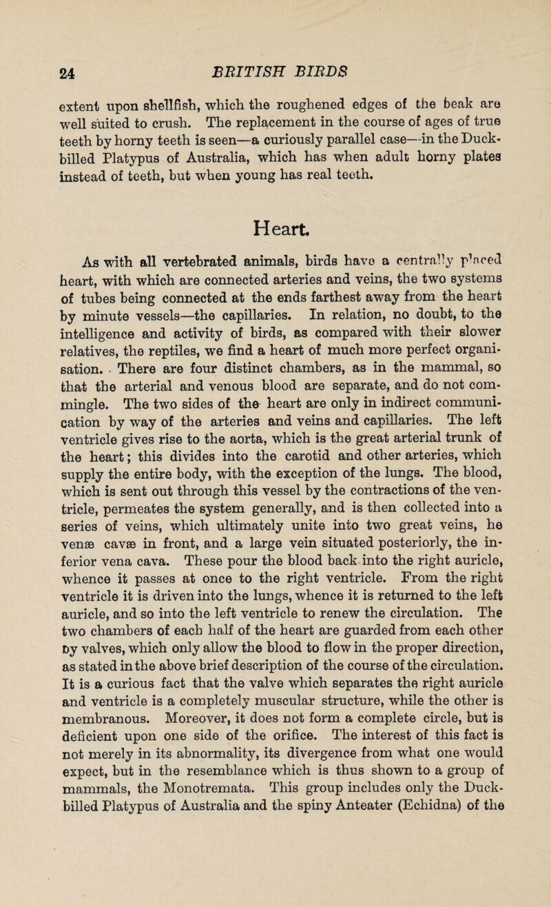 extent upon shellfish, which the roughened edges of the beak are well suited to crush. The replacement in the course of ages of true teeth by horny teeth is seen—a curiously parallel case—in the Duck- billed Platypus of Australia, which has when adult horny plates instead of teeth, but when young has real teeth. Heart As with all vertebrated animals, birds have a centrally placed heart, with which are connected arteries and veins, the two systems of tubes being connected at the ends farthest away from the heart by minute vessels—the capillaries. In relation, no doubt, to the intelligence and activity of birds, as compared with their slower relatives, the reptiles, we find a heart of much more perfect organi¬ sation. There are four distinct chambers, as in the mammal, so that the arterial and venous blood are separate, and do not com¬ mingle. The two sides of the heart are only in indirect communi¬ cation by way of the arteries and veins and capillaries. The left ventricle gives rise to the aorta, which is the great arterial trunk of the heart; this divides into the carotid and other arteries, which supply the entire body, with the exception of the lungs. The blood, which is sent out through this vessel by the contractions of the ven¬ tricle, permeates the system generally, and is then collected into a series of veins, which ultimately unite into two great veins, he venae cavae in front, and a large vein situated posteriorly, the in¬ ferior vena cava. These pour the blood back into the right auricle, whence it passes at once to the right ventricle. From the right ventricle it is driven into the lungs, whence it is returned to the left auricle, and so into the left ventricle to renew the circulation. The two chambers of each half of the heart are guarded from each other Dy valves, which only allow the blood to flow in the proper direction, as stated in the above brief description of the course of the circulation. It is a curious fact that the valve which separates the right auricle and ventricle is a completely muscular structure, while the other is membranous. Moreover, it does not form a complete circle, but is deficient upon one side of the orifice. The interest of this fact is not merely in its abnormality, its divergence from what one would expect, but in the resemblance which is thus shown to a group of mammals, the Monotremata. This group includes only the Duck¬ billed Platypus of Australia and the spiny Anteater (Echidna) of the