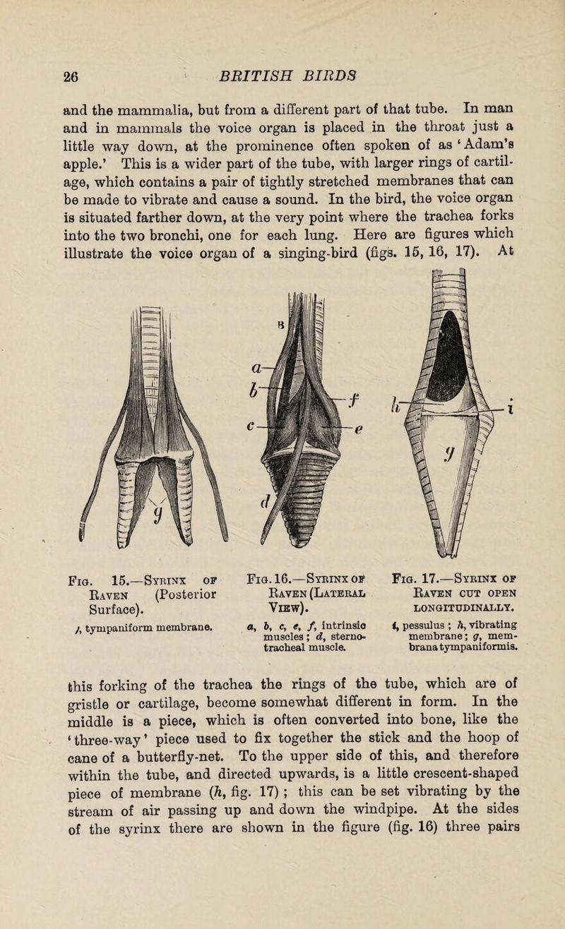 and the mammalia, but from a different part of that tube. In man and in mammals the voice organ is placed in the throat just a little way down, at the prominence often spoken of as ‘ Adam’s apple.’ This is a wider part of the tube, with larger rings of cartil¬ age, which contains a pair of tightly stretched membranes that can be made to vibrate and cause a sound. In the bird, the voice organ is situated farther down, at the very point where the trachea forks into the two bronchi, one for each lung. Here are figures which illustrate the voice organ of a singing-bird (figs. 15, 16, 17). At Fig. 15.—Syrinx op Raven (Posterior Surface). /, tympaniform membrane. Fig. 16.—Syrinx op Raven (Lateral View). a, b, c, e, /, intrinsic muscles; d, sterno¬ tracheal muscle. Fig. 17.—Syrinx of Raven cut open LONGITUDINALLY. i, pessulus ; ft, vibrating membrane; g, mem- brana tympaniformis. this forking of the trachea the rings of the tube, which are of gristle or cartilage, become somewhat different in form. In the middle is a piece, which is often converted into bone, like the ‘three-way’ piece used to fix together the stick and the hoop of cane of a butterfly-net. To the upper side of this, and therefore within the tube, and directed upwards, is a little crescent-shaped piece of membrane (ht fig. 17) ; this can be set vibrating by the stream of air passing up and down the windpipe. At the sides of the syrinx there are shown in the figure (fig. 16) three pairs