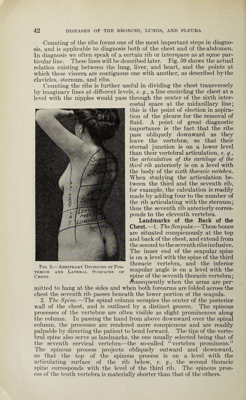 • Counting of the ribs forms one of the most important steps in diagno¬ sis, and is applicable to diagnosis both of the chest and of the abdomen. In diagnosis we often speak of a certain rib or interspace as at some par¬ ticular line. These lines will be described later. Fig. 59 shows the actual relation existing between the lung, liver, and heart, and the points at which these viscera are contiguous one with another, as described by the clavicles, sternum, and ribs. Counting the ribs is further useful in dividing the chest transversely by imaginary lines at different levels, e. g., a line encircling the chest at a level with the nipples would pass through the center of the sixth inter¬ costal space at the midaxillary line; this is the point of election in aspira¬ tion of the pleurae for the removal of fluid. A point of great diagnostic importance is the fact that the ribs pass obliquely downward as they leave the vertebrae, so that their sternal junction is on a lower level than their vertebral articulation, e. g., the articulation of the cartilage of the third rib anteriorly is on a level with the body of the sixth thoracic vertebra. When studying the articulation be¬ tween the third and the seventh rib, for example, the calculation is readily made by adding four to the number of the rib articulating with the sternum; thus the seventh rib anteriorly corres¬ ponds to the eleventh vertebra. Landmarks of the Back of the Chest.—1. The Scapulce.—These bones are situated conspicuously at the top and back of the chest, and extend from the second to the seventh ribs inclusive. The inner end of the scapular spine is on a level with the spine of the third thoracic vertebra, and the inferior scapular angle is on a level with the spine of the seventh thoracic vertebra; (Consequently when the arms are per¬ mitted to hang at the sides and when both forearms are folded across the chest the seventh rib passes beneath the lower portion of the scapula. 2. The Spine.—The spinal column occupies the center of the posterior wall of the chest, and is outlined by a distinct groove. The spinous processes of the vertebrae are often visible as slight prominences along the column. In passing the hand from above downward over the spinal column, the processes are rendered more conspicuous and are readily palpable by directing the patient to bend forward. The tips of the verte¬ bral spine also serve as landmarks, the one usually selected being that of the seventh cervical vertebra—the so-called “ vertebra prominens.” The spinous process projects obliquely outward and downward, so that the top of the spinous process is on a level with the articulating surface of the rib below, e. g., the second thoracic spine corresponds with the level of the third rib. The spinous proc¬ ess of the tenth vertebra is materially shorter than that of the others. Fig. 3.—Arbitrary Divisions of Pos¬ terior and Lateral Surfaces Chest. of