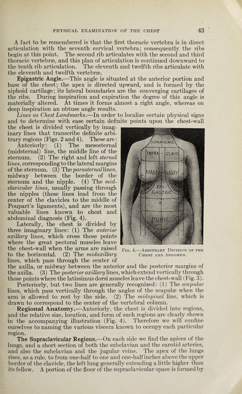 A fact to be remembered is that the first thoracic vertebra is in direct articulation with the seventh cervical vertebra; consequently the ribs begin at this point. The second rib articulates with the second and third thoracic vertebrae, and this plan of articulation is continued downward to the tenth rib articulation. The eleventh and twelfth ribs articulate with the eleventh and twelfth vertebrae. Epigastric Angle.—This angle is situated at the anterior portion and base of the chest; the apex is directed upward, and is formed by the xiphoid cartilage; its lateral boundaries are the converging cartilages of the ribs. During inspiration and expiration the degree of this angle is materially altered. At times it forms almost a right angle, whereas on deep inspiration an obtuse angle results. Lines as Chest Landmarks.—In order to localize certain physical signs and to determine with ease certain definite points upon the chest-wall the chest is divided vertically by imag¬ inary lines that transcribe definite arbi¬ trary regions (Figs. 2 and 4). These are: Anteriorly: (1) The mesosternal (midsternal) line, the middle line of the sternum. (2) The right and left sternal lines, corresponding to the lateral margins of the sternum. (3) Thepar aster nailing, midway between the border of the sternum and the nipple. (4) The mid- clavicular lines, usually passing through the nipples (these lines lead from the center of the clavicles to the middle of Poupart’s ligaments), and are the most valuable lines known to chest and abdominal diagnosis (Fig. 4). Laterally, the chest is divided by three imaginary lines: (1) The anterior axillary lines, which cross those points where the great pectoral muscles leave the chest-wall when the arms are raised to the horizontal. (2) The midaxillary lines, which pass through the center of the axilla, or midway between the anterior and the posterior margins of the axilla. (3) The posterior axillary lines, which extend vertically through those points where the latissimus dorsi muscles leave the chest-wall (Fig. 3). Posteriorly, but two lines are generally recognized: (1) The scapular lines, which pass vertically through the angles of the scapulae when the arm is allowed to rest by the side. (2) The midspinal line, which is drawn to correspond to the center of the vertebral column. Regional Anatomy.—Anteriorly, the chest is divided into regions, and the relative size, location, and form of such regions are clearly shown in the accompanying illustration (Fig. 4). Therefore we will confine ourselves to naming the various viscera known to occupy each particular region. The Supraclavicular Regions.—On each side we find the apices of the lungs, and a short section of both the subclavian and the carotid arteries, and also the subclavian and the jugular veins. The apex of the lungs rises, as a rule, to from one-half to one and one-half inches above the upper border of the clavicle, the left lung generally extending a little higher than its fellow. A portion of the floor of the supraclavicular space is formed by Chest and Abdomen.