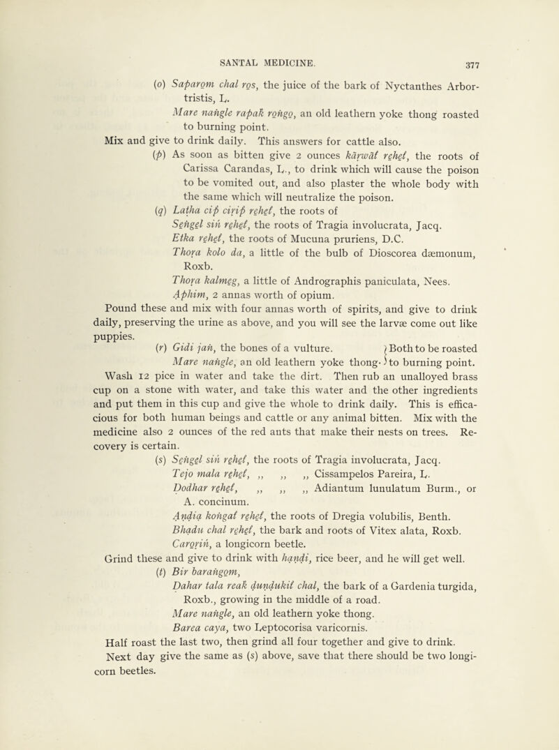 (o) Saparom chal ros, the juice of the bark of Nyctanthes Arbor- tristis, R. Mare nangle rapak rohgo, an old leathern yoke thong roasted to burning point. Mix and give to drink daily. This answers for cattle also. (p) As soon as bitten give 2 ounces karwai rehei, the roots of Carissa Carandas, R., to drink which will cause the poison to be vomited out, and also plaster the whole body with the same which will neutralize the poison. (q) Latha cip drip rehei, the roots of Sengel sin rehei, the roots of Tragia involucrata, Jacq. Etka rehei, the roots of Mucuna pruriens, D.C. Thor a kolo da, a little of the bulb of Dioscorea daemonum, Roxb. Thor a kalmeg, a little of Andrographis paniculata, Nees. Aphim, 2 annas worth of opium. Pound these and mix with four annas worth of spirits, and give to drink daily, preserving the urine as above, and you will see the larvae come out like puppies. (r) Gidi jah, the bones of a vulture. (Bothto be roasted Mare nangle, an old leathern yoke thong-) to burning point. Wash 12 pice in water and take the dirt. Then rub an unalloyed brass cup on a stone with water, and take this water and the other ingredients and put them in this cup and give the whole to drink daily. This is effica¬ cious for both human beings and cattle or any animal bitten. Mix with the medicine also 2 ounces of the red ants that make their nests on trees. Re¬ covery is certain. (s) Sengel sin rehei, the roots of Tragia involucrata, Jacq. Tejo mala rehei, „ ,, ,, Cissampelos Pareira, R. Dodhar rehei, ,, ,, „ Adiantum lunulatum Bunn., or A. concilium. Audio, kohgai rehei, the roots of Dregia volubilis, Benth. Bhadu chal rehei, the bark and roots of Vitex alata, Roxb. Carorih, a longicorn beetle. Grind these and give to drink with handi, rice beer, and he will get well. (1) Bir barangom, Dahar tala reak dundukii chal, the bark of a Gardenia turgida, Roxb., growing in the middle of a road. Mare nangle, an old leathern yoke thong. Barea caya, two Reptocorisa varicornis. Half roast the last two, then grind all four together and give to drink. Next day give the same as (s) above, save that there should be two longi¬ corn beetles.