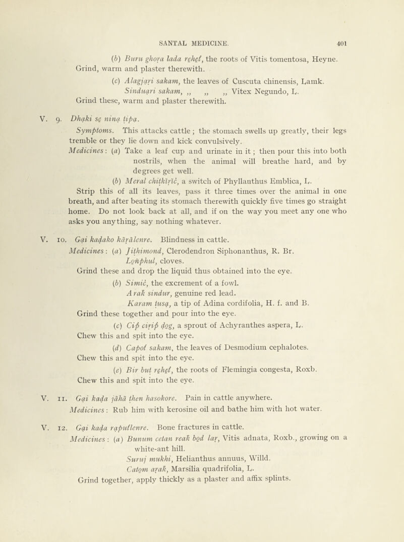 (b) Burn ghova lada rehet, the roots of Vitis tomentosa, Heyne. Grind, warm and plaster therewith. (c) Alagjari sakam, the leaves of Cuscuta chinensis, Ramk. Sinduari sakam, ,, „ ,, Vitex Negundo, R. Grind these, warm and plaster therewith. V. 9. Dhaki se nina tipa. Symptoms. This attacks cattle ; the stomach swells up greatly, their legs tremble or they lie down and kick convulsively. Medicines: (a) Take a leaf cup and urinate in it; then pour this into both nostrils, when the animal will breathe hard, and by degrees get well. (b) Meral chitkiric, a switch of Phyllatithus Bmblica, R. Strip this of all its leaves, pass it three times over the animal in one breath, and after beating its stomach therewith quickly five times go straight home. Do not look back at all, and if on the way you meet any one who asks you anything, say nothing whatever. V. 10. Gai kadako kdralenre. Blindness in cattle. Medicines : (a) Jithimond, Clerodendron Siphonanthus, R. Br. Lonphul, cloves. Grind these and drop the liquid thus obtained into the eye. (b) Simic, the excrement of a fowl. Arak sindnr, genuine red lead. Karam tusa, a tip of Adina cordifolia, H. f. and B. Grind these together and pour into the eye. (c) Cip civip dog} a sprout of Achyranthes aspera, L. Chew this and spit into the eye. {d) Capoi sakam, the leaves of Desmodium cephalotes. Chew this and spit into the eye. (e) Bir but rehet, the roots of Flemingia congesta, Roxb. Chew this and spit into the eye. V. 11. Gai kada jaha then hasokore. Pain in cattle anywhere. Medicines : Rub him with kerosine oil and bathe him with hot water. V. 12. Gai kada rapuilenre. Bone fractures in cattle. Medicines : (a) Bunum cetan reak bod lar, Vitis adnata, Roxb., growing on a white-ant hill. Suruj mukhi, Helianthus annuus, Willd. Catom arak, Marsilia quadrifolia, R. Grind together, apply thickly as a plaster and affix splints.
