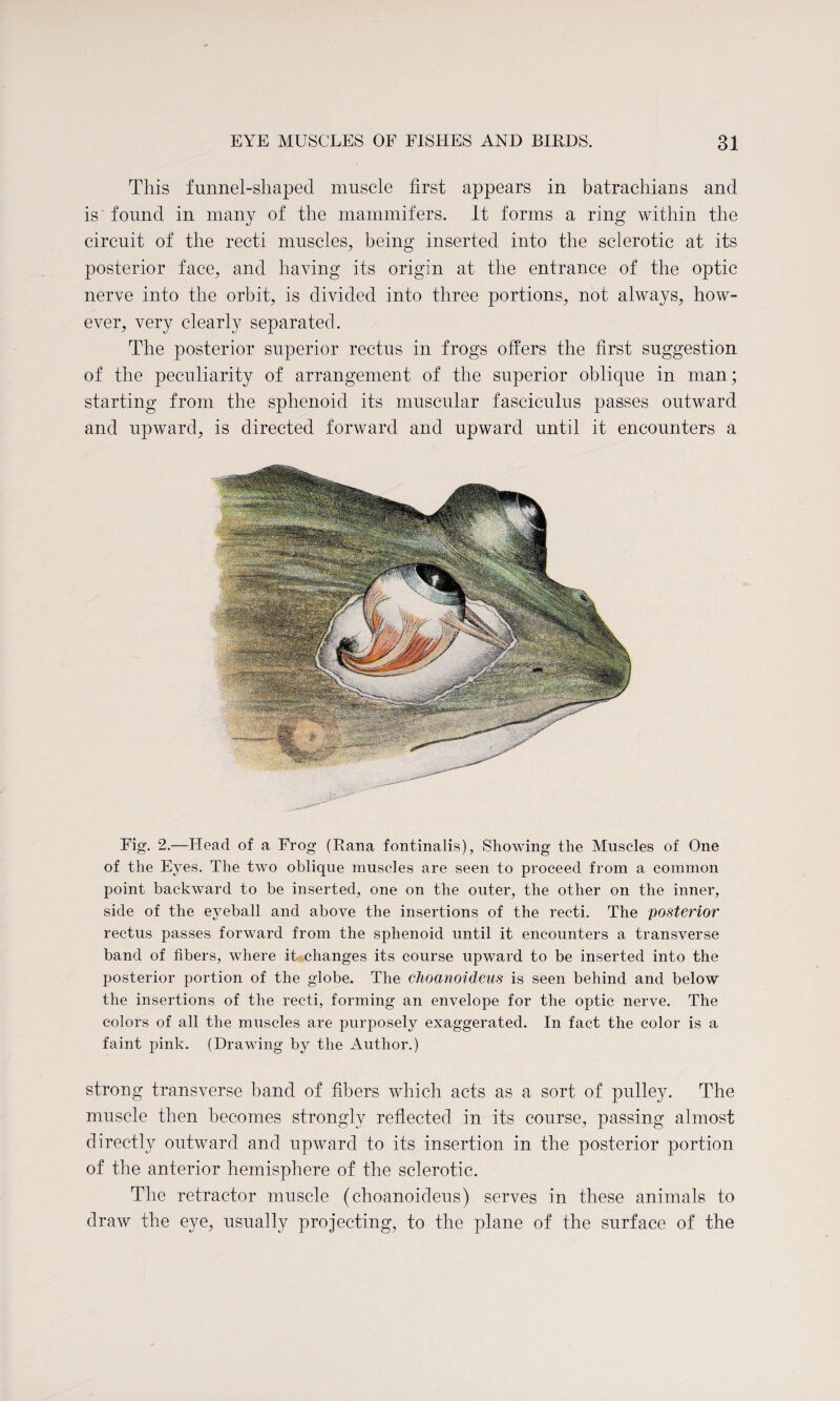 This funnel-shaped muscle first appears in batrachians and is found in many of the mammifers. It forms a ring within the circuit of the recti muscles, being inserted into the sclerotic at its posterior face, and having its origin at the entrance of the optic nerve into the orbit, is divided into three portions, not always, how¬ ever, very clearly separated. The posterior superior rectus in frogs offers the first suggestion of the peculiarity of arrangement of the superior oblique in man; starting from the sphenoid its muscular fasciculus passes outward and upward, is directed forward and upward until it encounters a Fig. 2.—Head of a Frog (Rana fontinalis), Showing the Muscles of One of the Eyes. The two oblique muscles are seen to proceed from a common point backward to be inserted, one on the outer, the other on the inner, side of the eyeball and above the insertions of the recti. The posterior rectus passes forward from the sphenoid until it encounters a transverse band of fibers, where it changes its course upward to be inserted into the posterior portion of the globe. The choanoideus is seen behind and below the insertions of the recti, forming an envelope for the optic nerve. The colors of all the muscles are purposely exaggerated. In fact the color is a faint pink. (Drawing by the Author.) strong transverse band of fibers which acts as a sort of pulley. The muscle then becomes strongly reflected in its course, passing almost directly outward and upward to its insertion in the posterior portion of the anterior hemisphere of the sclerotic. The retractor muscle (choanoideus) serves in these animals to draw the eye, usually projecting, to the plane of the surface of the