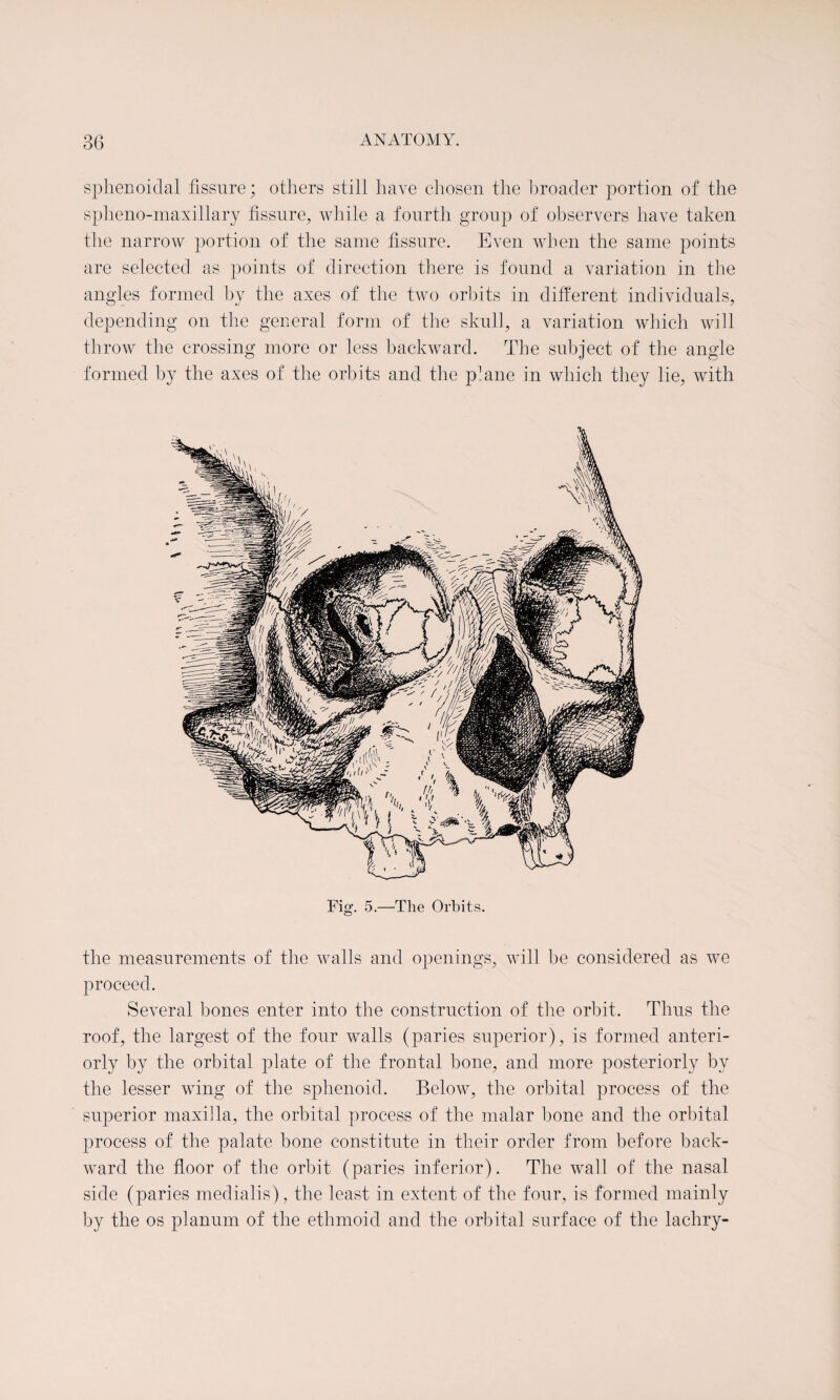sphenoidal fissure; others still have chosen the broader portion of the spheno-maxillary fissure, while a fourth group of observers have taken the narrow portion of the same fissure. Even when the same points are selected as points of direction there is found a variation in the angles formed by the axes of the two orbits in different individuals, depending on the general form of the skull, a variation which will throw the crossing more or less backward. The subject of the angle formed by the axes of the orbits and the plane in which they lie, with Fig. 5.—The Orbits. the measurements of the walls and openings, will be considered as we proceed. Several bones enter into the construction of the orbit. Thus the roof, the largest of the four walls (paries superior), is formed anteri¬ orly by the orbital plate of the frontal bone, and more posteriorly by the lesser wing of the sphenoid. Below, the orbital process of the superior maxilla, the orbital process of the malar bone and the orbital process of the palate bone constitute in their order from before back¬ ward the floor of the orbit (paries inferior). The wall of the nasal side (paries medialis), the least in extent of the four, is formed mainly by the os planum of the ethmoid and the orbital surface of the lachry-