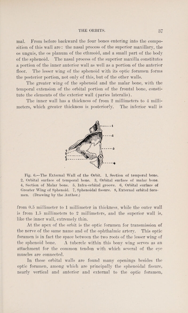 mal. From before backward the four bones entering into the compo¬ sition of this wall are: the nasal process of the superior maxillary, the os unguis, the os planum of the ethmoid, and a small part of the body of the sphenoid. The nasal process of the superior maxilla constitutes a portion of the inner anterior wall as well as a portion of the anterior floor. The lesser wing of the sphenoid with its optic foramen forms the posterior portion, not only of this, but of the other walls. The greater wing of the sphenoid and the malar bone, with the temporal extension of the orbital portion of the frontal bone, consti¬ tute the elements of the exterior wall (paries lateralis). The inner wall has a thickness of from 2 millimeters to 4 milli¬ meters, which greater thickness is posteriorly. The inferior wall is Fig. 6.—The External Wall of the Orbit. 1, Section of temporal bone. 2, Orbital surface of temporal bone. 3, Orbital surface of malar bone. 4, Section of Malar bone. 5, Infra-orbital groove. 6, Orbital surface of Greater Wing of Sphenoid. 7, Sphenoidal fissure. 8, External orbital fora¬ men. (Drawing by the Author.) from 0.5 millimeter to 1 millimeter in thickness, while the outer wall is from 1.5 millimeters to 2 millimeters, and the superior wall is, like the inner wall, extremely thin. At the apex of the orbit is the optic foramen for transmission of the nerve of the same name and of the ophthalmic artery. This optic foramen is in fact the space between the two roots of the lesser wing of the sphenoid bone. A tubercle within this bony wing serves as an attachment for the common tendon with which several of the eye muscles are connected. In these orbital walls are found many openings besides the optic foramen, among which are principally the sphenoidal fissure, nearly vertical and anterior and external to the optic foramen.