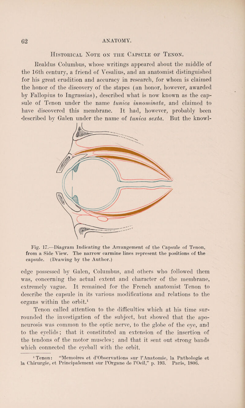 Historical Note on the Capsule of Tenon. Realdus Columbus, whose writings appeared about the middle of the 16th century, a friend of Yesalius, and an anatomist distinguished for his great erudition and accuracy in research, for whom is claimed the honor of the discovery of the stapes (an honor, however, awarded by Fallopius to Ingrassias), described what is now known as the cap¬ sule of Tenon under the name tunica innominata, and claimed to have discovered this membrane. It had, however, probably been •described by Galen under the name of tunica sexta. But the knowl- Fig. 17.—Diagram Indicating the Arrangement of the Capsule of Tenon, from a Side View. The narrow carmine lines represent the positions of the capsule. (Drawing by the Author.) edge possessed by Galen, Columbus, and others who followed them was, concerning the actual extent and character of the membrane, extremely vague. It remained for the French anatomist Tenon to describe the capsule in its various modifications and relations to the organs within the orbit.1 Tenon called attention to the difficulties which at his time sur¬ rounded the investigation of the subject, but showed that the apo¬ neurosis was common to the optic nerve, to the globe of the eye, and to the evelids; that it constituted an extension of the insertion of the tendons of the motor muscles; and that it sent out strong bands which connected the eyeball with the orbit. 1 Tenon: “Memoires et d’Observations sur l’Anatomie, la Pathologie et la Chirurgie, et Principalement sur l’Organe de l’Oeil,” p. 193. Paris, 1806.