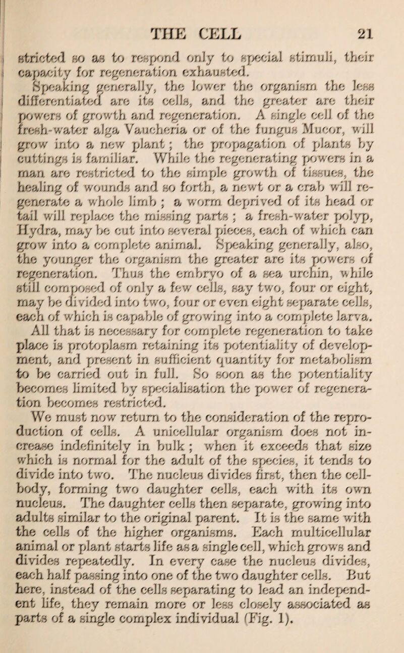 stricted so as 1/; respond only to special stimuli, their capacity for regeneration exhausted. Speaking generally, the lower the organism the less differential! are its cells, and the greater are their power s of growth and regeneration. A single eeJJ of the fresh water alga Vaueheria or of the fungus Mucor, will grow into a new plant; the propagation, of plants by cuttings jY familiar. While the regenerating powers in a man. are restricted to the simple growth of tissues, the healing of wounds and so forth, a newt or a crab will re¬ generate a whole limb ; a worm deprived of its head or tail will replace the missing parts ; a fresh-water polyp, Hydra, may be cut into several pieces, each of which can grow into a complete animal. Speaking generally, also, the younger the organism the greater are its powers of regeneration. Thus the embryo of a sea urchin, while still composed of only a few cells, say two, four or eight, may be divided into two, four or even eight separate cells, each of which is capable of growing into a complete larva. All that is necessary for complete regeneration to take place is protoplasm retaining its potentiality of develop¬ ment, and present in sufficient quantity for metabolism to be carried out in full. So soon as the potentiality becomes limited by specialisation the power of regenera¬ tion becomes restricted. We must now return to the consideration of the repro¬ duction of cells. A unicellular organism does not in¬ crease indefinitely in bulk ; when it exceeds that size which is normal for the adult of the species, it tends to divide into two. The nucleus divides first, then the cell- body, forming two daughter cells, each with its own nucleus. The daughter cells then separate, growing into adults similar bo the original parent. It is the same with the cells of the higher organisms. Each multicellular animal or plant starts life as a single cell, which grows and divides repeatedly. In every case the nucleus divides, each half passing into one of the two daughter cells. But here, instead of the cells separating to lea/1 an independ¬ ent life, they remain more or less closely associated as parts of a single complex individual (Fig. 1).