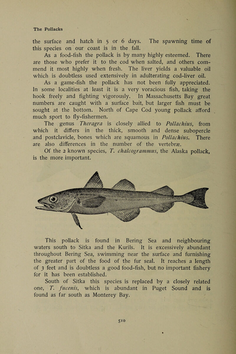 The Pollacks \ the surface and hatch in 5 or 6 days. The spawning time of this species on our coast is in the fall. As a food-fish the pollack is by many highly esteemed. There are those who prefer it to the cod when salted, and others com¬ mend it most highly when fresh. The liver yields a valuable oil which is doubtless used extensively in adulterating cod-liver oil. As a game-fish the pollack has not been fully appreciated. In some localities at least it is a very voracious fish, taking the hook freely and fighting vigorously. In Massachusetts Bay great numbers are caught with a surface bait, but larger fish must be sought at the bottom. North of Cape Cod young pollack afford much sport to fly-fishermen. The genus Theragra is closely allied to Pollachius, from which it differs in the thick, smooth and dense subopercle and postclavicle, bones which are squamous in Pollachius. There are also differences in the number of the vertebrae. Of the 2 known species, T. chalcogrammus, the Alaska pollack, is the more important. This pollack is found in Bering Sea and neighbouring waters south to Sitka and the Kurils. It is excessively abundant throughout Bering Sea, swimming near the surface and furnishing the greater part of the food of the fur seal. It reaches a length of 3 feet and is doubtless a good tood-fish, but no important fishery for it has been established. South of Sitka this species is replaced by a closely related one, T. fucenis, which is abundant in Puget Sound and is found as far south as Monterey Bay.