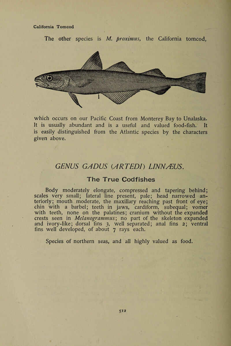 California Tomcod The other species is M. proximus, the California tomcod, which occurs on our Pacific Coast from Monterey Bay to Unalaska. It is usually abundant and is a useful and valued food-fish. It is easily distinguished from the Atlantic species by the characters given above. GENUS GADUS (ART EDI) LINNAEUS. The True Codfishes Body moderately elongate, compressed and tapering behind; scales very small; lateral line present, pale; head narrowed an¬ teriorly; mouth moderate, the maxillary reaching past front of eye; chin with a barbel; teeth in jaws, cardiform, subequal; vomer with teeth, none on the palatines; cranium without the expanded crests seen in Melanogrammus; no part of the skeleton expanded and ivory-like; dorsal fins 3, well separated; anal fins 2; ventral fins well developed, of about 7 rays each. Species of northern seas, and all highly valued as food.