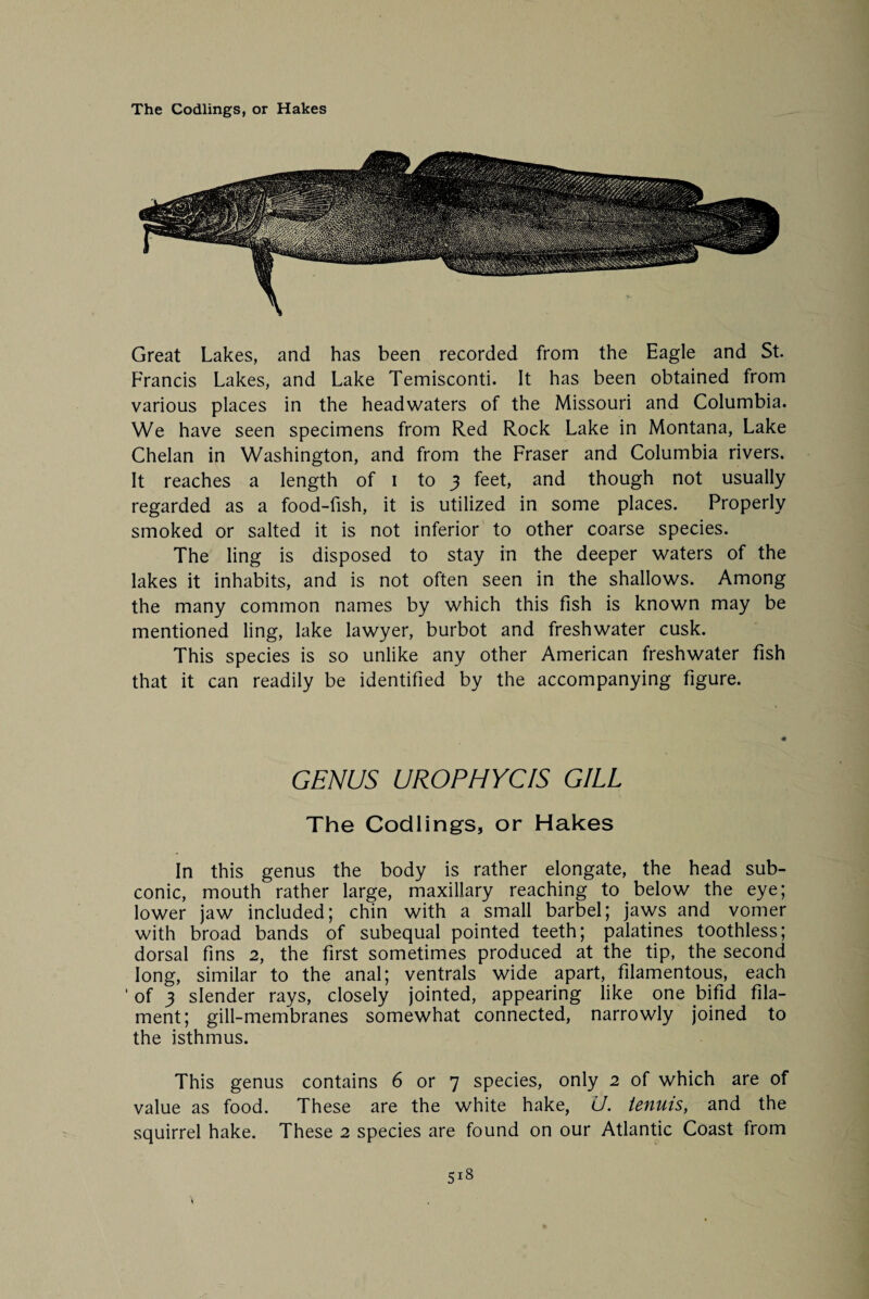 Great Lakes, and has been recorded from the Eagle and St. Francis Lakes, and Lake Temisconti. It has been obtained from various places in the headwaters of the Missouri and Columbia. We have seen specimens from Red Rock Lake in Montana, Lake Chelan in Washington, and from the Fraser and Columbia rivers. It reaches a length of i to 3 feet, and though not usually regarded as a food-fish, it is utilized in some places. Properly smoked or salted it is not inferior to other coarse species. The ling is disposed to stay in the deeper waters of the lakes it inhabits, and is not often seen in the shallows. Among the many common names by which this fish is known may be mentioned ling, lake lawyer, burbot and freshwater cusk. This species is so unlike any other American freshwater fish that it can readily be identified by the accompanying figure. GENUS UROPHYCIS GILL The Codlings, or Hakes In this genus the body is rather elongate, the head sub¬ conic, mouth rather large, maxillary reaching to below the eye; lower jaw included; chin with a small barbel; jaws and vomer with broad bands of subequal pointed teeth; palatines toothless; dorsal fins 2, the first sometimes produced at the tip, the second long, similar to the anal; ventrals wide apart, filamentous, each 1 of 3 slender rays, closely jointed, appearing like one bifid fila¬ ment; gill-membranes somewhat connected, narrowly joined to the isthmus. This genus contains 6 or 7 species, only 2 of which are of value as food. These are the white hake, U. tenuis, and the squirrel hake. These 2 species are found on our Atlantic Coast from