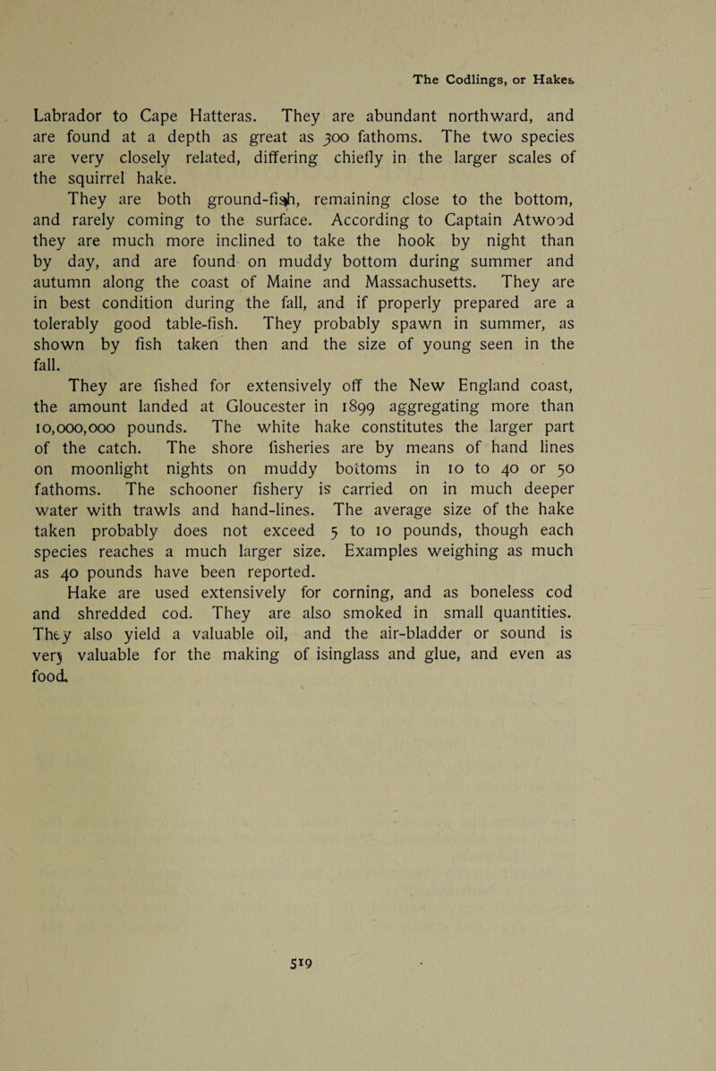 Labrador to Cape Hatteras. They are abundant northward, and are found at a depth as great as 300 fathoms. The two species are very closely related, differing chiefly in the larger scales of the squirrel hake. They are both ground-fisih, remaining close to the bottom, and rarely coming to the surface. According to Captain Atwood they are much more inclined to take the hook by night than by day, and are found on muddy bottom during summer and autumn along the coast of Maine and Massachusetts. They are in best condition during the fall, and if properly prepared are a tolerably good table-fish. They probably spawn in summer, as shown by fish taken then and the size of young seen in the fall. They are fished for extensively off the New England coast, the amount landed at Gloucester in 1899 aggregating more than 10,000,000 pounds. The white hake constitutes the larger part of the catch. The shore fisheries are by means of hand lines on moonlight nights on muddy bottoms in 10 to 40 or 50 fathoms. The schooner fishery is carried on in much deeper water with trawls and hand-lines. The average size of the hake taken probably does not exceed 5 to 10 pounds, though each species reaches a much larger size. Examples weighing as much as 40 pounds have been reported. Hake are used extensively for corning, and as boneless cod and shredded cod. They are also smoked in small quantities. They also yield a valuable oil, and the air-bladder or sound is verj valuable for the making of isinglass and glue, and even as food