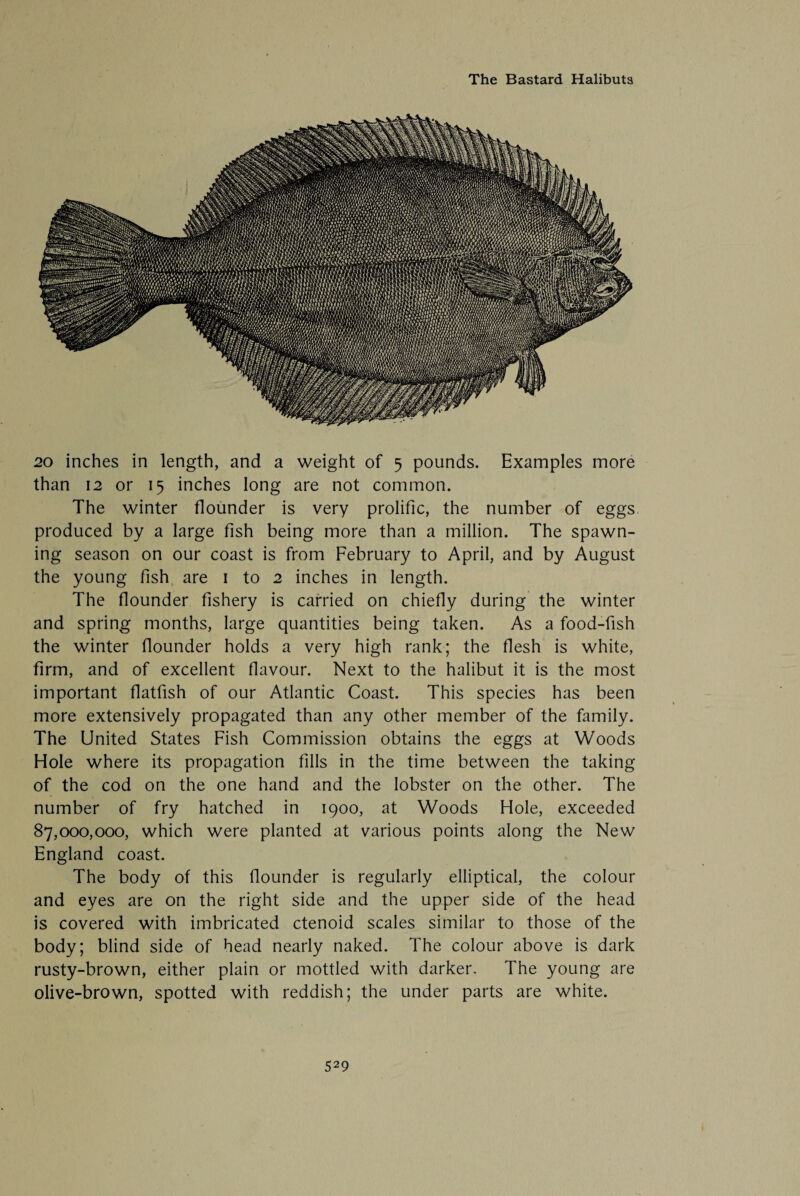 20 inches in length, and a weight of 5 pounds. Examples more than 12 or 15 inches long are not common. The winter flounder is very prolific, the number of eggs produced by a large fish being more than a million. The spawn¬ ing season on our coast is from February to April, and by August the young fish are 1 to 2 inches in length. The flounder fishery is carried on chiefly during the winter and spring months, large quantities being taken. As a food-fish the winter flounder holds a very high rank; the flesh is white, firm, and of excellent flavour. Next to the halibut it is the most important flatfish of our Atlantic Coast. This species has been more extensively propagated than any other member of the family. The United States Fish Commission obtains the eggs at Woods Hole where its propagation fills in the time between the taking of the cod on the one hand and the lobster on the other. The number of fry hatched in 1900, at Woods Hole, exceeded 87,000,000, which were planted at various points along the New England coast. The body of this flounder is regularly elliptical, the colour and eyes are on the right side and the upper side of the head is covered with imbricated ctenoid scales similar to those of the body; blind side of head nearly naked. The colour above is dark rusty-brown, either plain or mottled with darker. The young are olive-brown, spotted with reddish; the under parts are white.