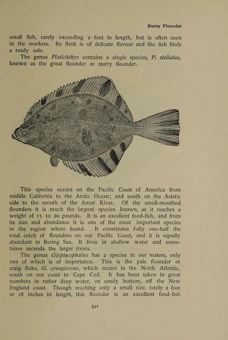 Starry Flounder small fish, rarely exceeding a foot in length, but is often seen in the markets. Its flesh is of delicate flavour and the fish finds a ready sale. The genus Platichthys contains a single species, P. stellatus, known as the great flounder or starry flounder. This species occurs on the Pacific Coast of America from middle California to the Arctic Ocean; and south on the Asiatic side to the mouth of the Amur River. Of the small-mouthed flounders it is much the largest species known, as it reaches a weight of 15 to 20 pounds. It is an excellent food-fish, and from its size and abundance it is one of the most important species in the region where found. It constitutes fully one-half the total catch of flounders on our Pacific Coast, and it is equally abundant in Bering Sea. It lives in shallow water and some¬ times ascends the larger rivers. The genus Glyptocephalus has 2 species in our waters, only one of which is of importance. This is the pale flounder or craig fluke, G. cynoglossus, which occurs in the North Atlantic, south on our coast to Cape Cod. It has been taken in great numbers in rather deep water, on sandy bottom, off the New England coast. Though reaching only a small size, rarely a foot or 18 inches in length, this flounder is an excellent food-fish