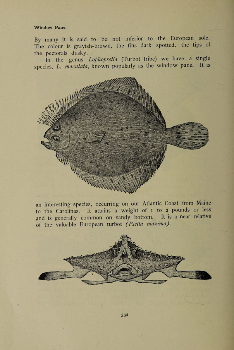 Window Pane By many it is said to be not inferior to the European sole. The colour is grayish-brown, the fins dark spotted, the tips of the pectorals dusky. In the genus Lophopsetla (Turbot tribe) we have a single species, L. maculata, known popularly as the window pane. It is an interesting species, occurring on our Atlantic Coast from Maine to the Carolinas. It attains a weight of i to 2 pounds or less and is generally common on sandy bottom. It is a near relative of the valuable European turbot ( Psetta maxima). S32