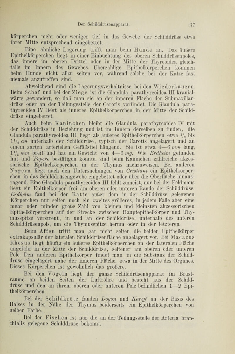 körperchen mehr oder weniger tief in das Gewebe der Schilddrüse etwa ihrer Mitte entsprechend eingebettet. Eine ähnliche Lagerung trifft man beim Hunde an. Das äußere Epithelkörperchen liegt in einer Einbuchtung des oberen Schilddrüsenpoles, das innere im oberen Drittel oder in der Mitte der Thyreoidea gleich¬ falls im Innern des Gewebes. Überzählige Epithelkörperchen kommen beim Hunde nicht allzu selten vor, während solche bei der Katze fast niemals anzutreffen sind. Abweichend sind die Lagerungsverhältnisse bei den Wiederkäuern. Beim Schaf und bei der Ziege ist die Glandula parathyreoidea III kranial- wärts gewandert, so daß man sie an der inneren Fläche der Submaxillar- drtise oder an der Teilungsstelle der Carotis vorfindet. Die Glandula para- thyreoidea IV liegt als inneres Epithelkörperchen in der Mitte der Schild¬ drüse eingebettet. Auch beim Kaninchen bleibt die Glandula parathyreoidea IV mit der Schilddrüse in Beziehung und ist im Innern derselben zu finden, die Glandula parathyreoidea III liegt als äußeres Epithelkörperchen etwa 1/2 bis 1V2 cm unterhalb der Schilddrüse, typisch der Carotis angelagert und an einem zarten arteriellen Gefäßstiel hängend. Sie ist etwa 4—6 mm lang, l1/2 mm breit und hat ein Gewicht von 4—6 mg. Wie Erdheim gefunden hat und 'Pepere bestätigen konnte, sind beim Kaninchen zahlreiche akzes¬ sorische Epithelkörperchen in der Thymus nachzuweisen. Bei anderen Nagern liegt nach den Untersuchungen von Cristiani ein Epithelkörper¬ chen in das Schilddrüsengewebe eingebettet oder über die Oberfläche hinaus¬ ragend. Eine Glandula parathyreoidea III fehlt zumeist, nur bei der Feldmaus liegt ein Epithelkörper frei am oberen oder unteren Rande der Schilddrüse. Erdheim fand bei der Ratte außer dem in der Schilddrüse gelegenen Körperchen nur selten noch ein zweites größeres, in jedem Falle aber eine mehr oder minder große Zahl von kleinen und kleinsten akzessorischen Epithelkörperchen auf der Strecke zwischen Hauptepithelkörper und Thy¬ musspitze verstreut, in und an der Schilddrüse, unterhalb des unteren Schilddrüsenpols, um die Thymusspitze herum oder in der letzteren. Beim Affen trifft man gar nicht selten die beiden Epithelkörper extrakapsulär der lateralen Schilddrüsenfläche angelagert vor. Bei Macacus Rhesus liegt häufig ein äußeres Epithelkörperchen an der lateralen Fläche ungefähr in der Mitte der Schilddrüse, seltener am oberen oder unteren Pole. Den anderen Epithelkörper findet man in die Substanz der Schild¬ drüse eingelagert nahe der inneren Fläche, etwa in der Mitte des Organes. Dieses Körperchen ist gewöhnlich das größere. Bei den Vögeln liegt der ganze Schilddrüsenapparat im Brust- raume an beiden Seiten der Luftröhre und besteht aus der Schild¬ drüse und den an ihrem oberen oder unteren Pole befindlichen 1—2 Epi¬ thelkörperchen. Bei der Schildkröte fanden Doyon und Kar eff an der Basis des Halses in der Nähe der Thymus beiderseits ein Epithelkörperchen von gelber Farbe. Bei den Fischen ist nur die an der Teilungssteüe der Arteria bran- chialis gelegene Schilddrüse bekannt.