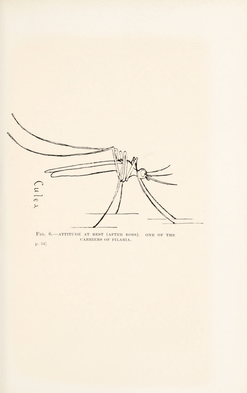 Fig. 6.—attitude at rest (after ross). one of the CARRIERS OF FILARIA. P- 34]