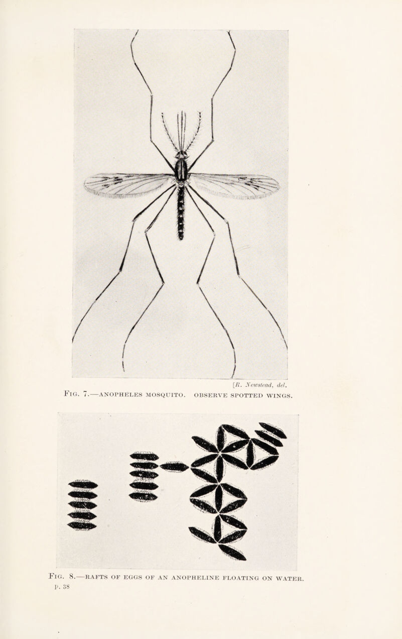 [i£. Newstead, del. Fig. 7.—anopheles mosquito, observe spotted wings. Fig. 8.—rafts of eggs of an anopheline floating on water. p. 38