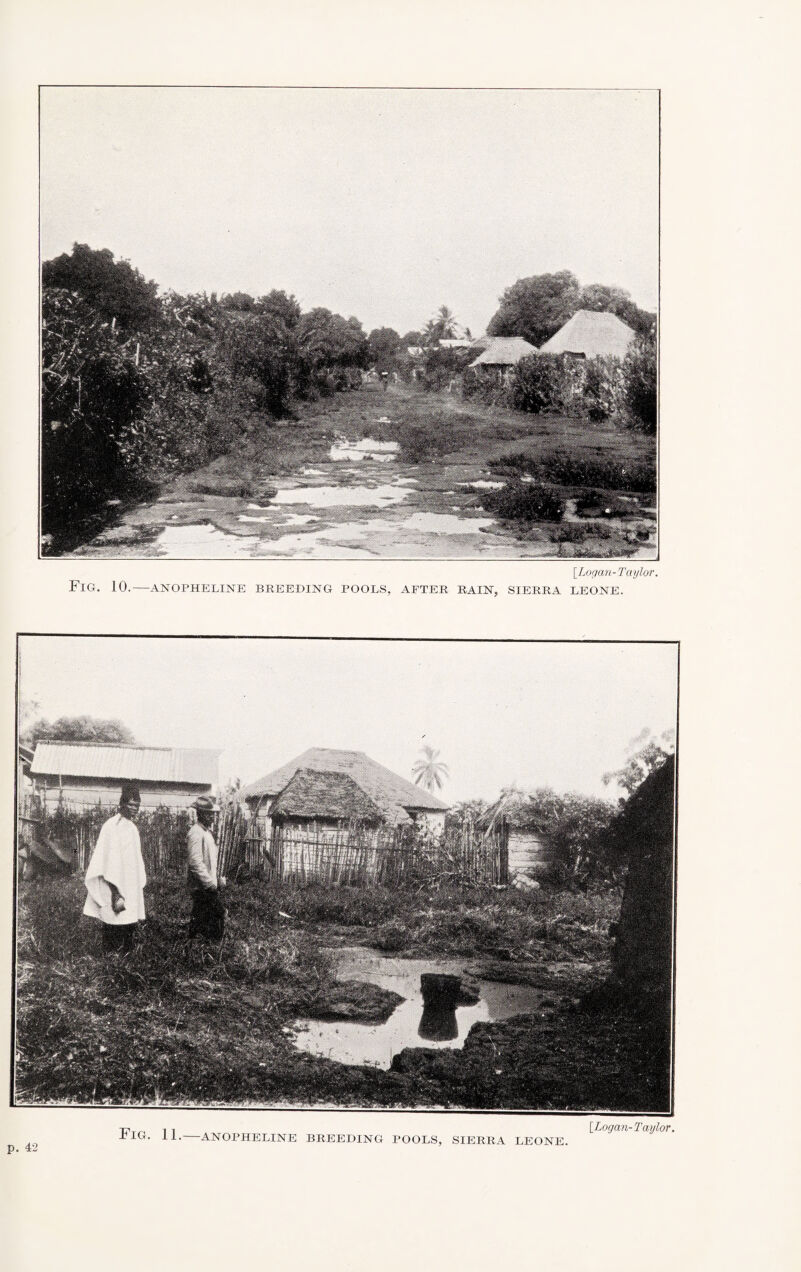 [Logan-Taylor. Fig. 10.-ANOPHELINE BREEDING POOLS, AFTER RAIN, SIERRA LEONE. p. 42 POOLS, SIERRA LEONE.