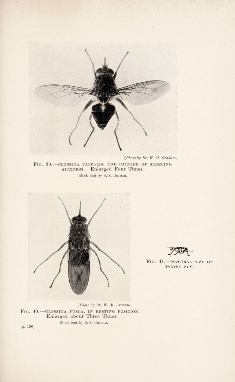 {Photo by Dr. W. H. Graham. Fig. 39.—glossina palpalis, the carrier of sleeping sickness. Enlarged Four Times. Block lent by S. S. Bureau. {Photo by Dr. TP. M. Grariam. Fig. 40.—glossina fusca, in resting position. Enlarged about Three Times. Block lent by S. S. Bureau.