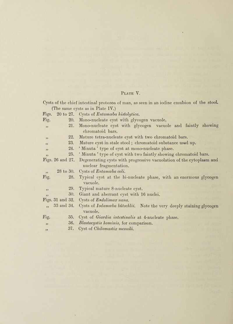 Fig. 55 22. 23. 24. 25. Figs. 26 and 27. 55 55 55 55 Cysts of the chief intestinal protozoa of man, as seen in an iodine emulsion of the stool. (The same cysts as in Plate IV.) Figs. 20 to 27. Cysts of Entamoeba histolytica. 20. Mono-nucleate cyst with glycogen vacuole. 21. Mono-nucleate cyst with glycogen vacuole and faintly showing chromatoid bars. Mature tetra-nucleate cyst with tw~o chromatoid bars. Mature cyst in stale stool; chromatoid substance used up. ‘ Minuta ’ type of cyst at mono-nucleate phase. ‘ Minuta ’ type of cyst with two faintly showing chromatoid bars. Degenerating cysts with progressive vacuolation of the cytoplasm and nuclear fragmentation. Cysts of Entamoeba coli. Typical cyst at the bi-nucleate phase, with an enormous glycogen vacuole. Typical mature 8-nucleate cyst. Giant and aberrant cyst with 16 nuclei. Cysts of Endolimax nana. Cysts of Iodamceba butschlii. Note the very deeply staining glycogen vacuole. Fig. 35. Cyst of Giardia intestinalis at 4-nucleate phase. „ 36. Blastocystis hominis, for comparison. 37. Cyst of Chilomastix mesnili. Fig. 28 to 30. 28. 29. 30. Figs. 31 and 32. 33 and 34. 55 55 55 55