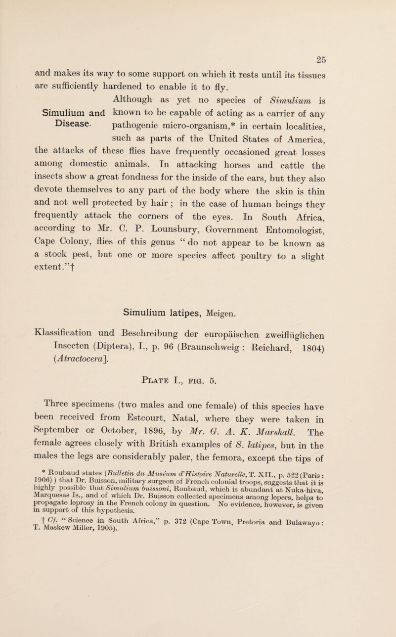 and makes its way to some support on which it rests until its tissues are sufficiently hardened to enable it to fly. Although as yet no species of Simulium is Simulium and known to be capable of acting as a carrier of any Disease. pathogenic micro-organism,* in certain localities, such as parts of the United States of America, the attacks of these flies have frequently occasioned great losses among domestic animals. In attacking horses and cattle the insects show a great fondness for the inside of the ears, but they also devote themselves to any part of the body where the skin is thin and not well protected by hair ; in the case of human beings they frequently attack the corners of the eyes. In South Africa, according to Mr. C. P. Lounsbury, Government Entomologist, Cape Colony, flies of this genus “ do not appear to be known as a stock pest, but one or more species affect poultry to a slight extent.” f Simulium latipes, Meigen. Klassifieation und Beschreibung der europaischen zweifluglichen Insecten (Diptera), I., p. 96 (Braunschweig : Reichard, 1804) (Atractocera]. Plate I., fig. 5. Three specimens (two males and one female) of this species have been received from Estcourt, Natal, where they were taken in September or October, 1896, by Mr. G. A. K. Marshall. The female agrees closely with British examples of S. latipes, but in the males the legs are considerably paler, the femora, except the tips of * Roubaud states (Bulletin du Museum d’Histoire Naturelle,T. XII., p. 522 (Paris : 1906) ) that Dr. Buisson, military surgeon of French colonial troops, suggests that it is highly possible that Simulium buissoni, Roubaud, which is abundant at Nuka-hiva, Marquesas Is., and of which Dr. Buisson collected specimens among lepers, helps to propagate leprosy in the French colony in question. No evidence, however, is given in support of this hypothesis. t Of. “ Science in South Africa,” p. 372 (Cape Town, Pretoria and Bulawavo : T. Maskew Miller, 1905). y