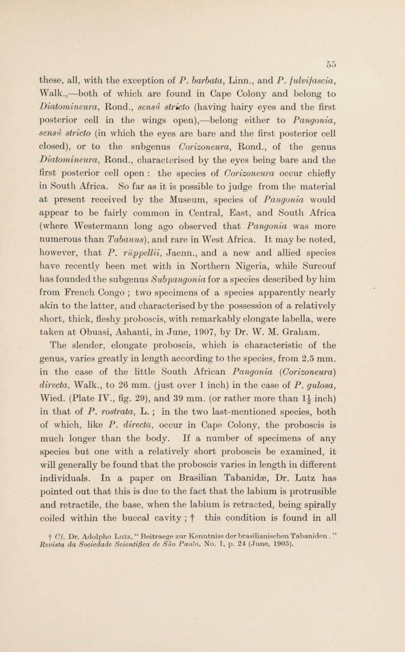 these, all, with the exception of P. barbata, Linn., and P. fulvifascia, Walk.,—both of which are found in Gape Colony and belong to Diatomineura, Rond., sensu stricto (having hairy eyes and the first posterior cell in the wings open),—belong either to Pangonia, sensu stricto (in which the eyes are bare and the first posterior cell closed), or to the subgenus Corizoneura, Rond., of the genus Diatomineura, Rond., characterised by the eyes being bare and the first posterior cell open : the species of Corizoneura occur chiefly in South Africa. So far as it is possible to judge from the material at present received by the Museum, species of Pangonia would appear to be fairly common in Central, East, and South Africa (where Westermann long ago observed that Pangonia was more numerous than Tabanus), and rare in West Africa. It may be noted, however, that P. ruppellii, Jaenn., and a new and allied species have recently been met with in Northern Nigeria, while Surcouf has founded the subgenus Subpangonia for a species described by him from French Congo ; two specimens of a species apparently nearly akin to the latter, and characterised by the possession of a relatively short, thick, fleshy proboscis, with remarkably elongate labella, were taken at Obuasi, Ashanti, in June, 1907, by Dr. W. M. Graham. The slender, elongate proboscis, which is characteristic of the genus, varies greatly in length according to the species, from 2.5 mm. in the case of the little South African Pangonia (Corizoneura) directa, Walk., to 26 mm. (just over 1 inch) in the case of P. gulosa, Wied. (Plate IV., fig. 29), and 39 mm. (or rather more than 1J inch) in that of P. rostrata, L. ; in the two last-mentioned species, both of which, like P. directa, occur in Cape Colony, the proboscis is much longer than the body. If a number of specimens of any species but one with a relatively short proboscis be examined, it will generally be found that the proboscis varies in length in different individuals. In a paper on Brasilian Tabanidse, Dr. Lutz has pointed out that this is due to the fact that the labium is protrusible and retractile, the base, when the labium is retracted, being spirally coiled within the buccal cavity ; t this condition is found in all ■f Cf. Dr. Adolpho Lutz, “ Beitraege zur Kenntniss der brasilianischen Tabaniden . ” Revista da Sociedade Scientifica de Sao Paulo, No. 1, p. 24 (June, 1905).