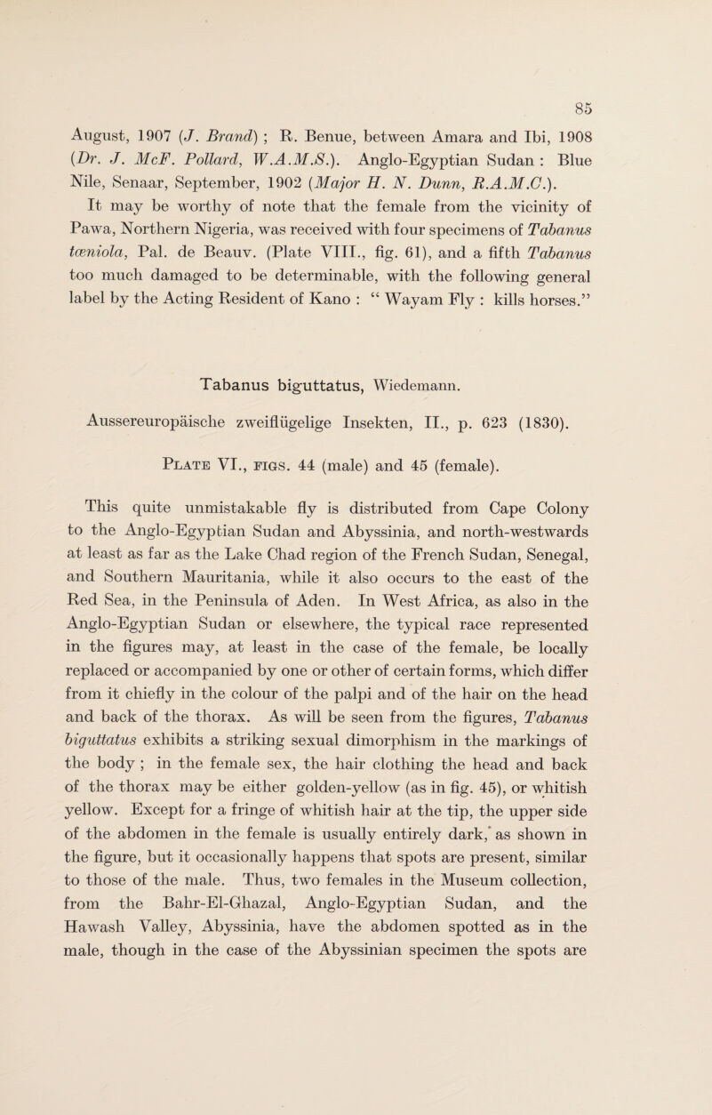 August, 1907 (J. Brand) ; R. Benue, between Amara and Ibi, 1908 (Dr. J. McF. Pollard, W.A.M.S.). Anglo-Egyptian Sudan : Blue Nile, Senaar, September, 1902 (Major H. N. Dunn, B.A.M.G.). It may be worthy of note that the female from the vicinity of Pawa, Northern Nigeria, was received with four specimens of Tabanus tceniola, Pal. de Beauv. (Plate VIII., fig. 61), and a fifth Tabanus too much damaged to be determinable, with the following general label by the Acting Resident of Kano : “ Way am Fly : kills horses.” Tabanus biguttatus, Wiedemann. Aussereuropaische zweifliigelige Insekten, II., p. 623 (1830). Plate VI., figs. 44 (male) and 45 (female). This quite unmistakable fly is distributed from Cape Colony to the Anglo-Egyptian Sudan and Abyssinia, and north-westwards at least as far as the Lake Chad region of the French Sudan, Senegal, and Southern Mauritania, while it also occurs to the east of the Red Sea, in the Peninsula of Aden. In West Africa, as also in the Anglo-Egyptian Sudan or elsewhere, the typical race represented in the figures may, at least in the case of the female, be locally replaced or accompanied by one or other of certain forms, which differ from it chiefly in the colour of the palpi and of the hair on the head and back of the thorax. As will be seen from the figures, Tabanus biguttatus exhibits a striking sexual dimorphism in the markings of the body ; in the female sex, the hair clothing the head and back of the thorax may be either golden-yellow (as in fig. 45), or whitish yellow. Except for a fringe of whitish hair at the tip, the upper side of the abdomen in the female is usually entirely dark/ as shown in the figure, but it occasionally happens that spots are present, similar to those of the male. Thus, two females in the Museum collection, from the Bahr-El-Ghazal, Anglo-Egyptian Sudan, and the Hawash Valley, Abyssinia, have the abdomen spotted as in the male, though in the case of the Abyssinian specimen the spots are