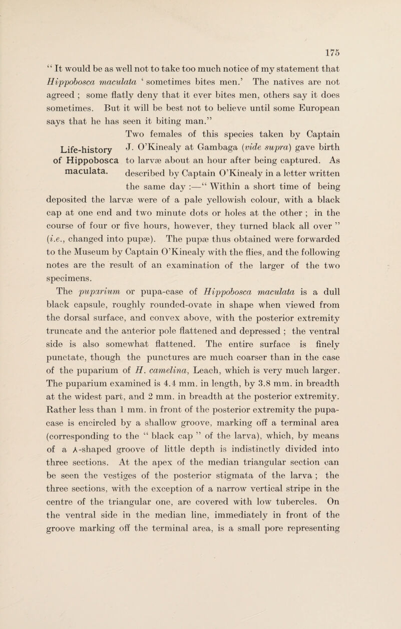 “ It would be as well not to take too much notice of my statement that Hippobosca maculata ‘ sometimes bites men.’ The natives are not agreed ; some flatly deny that it ever bites men, others say it does sometimes. But it will be best not to believe until some European says that he has seen it biting man.” Two females of this species taken by Captain Life-history J* O’Kinealy at Gambaga (vide supra) gave birth of Hippobosca to larvse about an hour after being captured. As maculata. described by Captain O’Kinealy in a letter written the same day :—“ Within a short time of being deposited the larvae were of a pale yellowish colour, with a black cap at one end and two minute dots or holes at the other ; in the course of four or five hours, however, they turned black all over ” (i.e., changed into pupae). The pupae thus obtained were forwarded to the Museum by Captain O’Kinealy with the flies, and the following notes are the result of an examination of the larger of the two specimens. The puparium or pupa-case of Hippobosca maculata is a dull black capsule, roughly rounded-ovate in shape when viewed from the dorsal surface, and convex above, with the posterior extremity truncate and the anterior pole flattened and depressed ; the ventral side is also somewhat flattened. The entire surface is finely punctate, though the punctures are much coarser than in the case of the puparium of H. camelina, Leach, which is very much larger. The puparium examined is 4.4 mm. in length, by 3.8 mm. in breadth at the widest part, and 2 mm. in breadth at the posterior extremity. Rather less than 1 mm. in front of the posterior extremity the pupa- case is encircled by a shallow groove, marking off a terminal area (corresponding to the “ black cap ” of the larva), which, by means of a A-shaped groove of little depth is indistinctly divided into three sections. At the apex of the median triangular section can be seen the vestiges of the posterior stigmata of the larva ; the three sections, with the exception of a narrow vertical stripe in the centre of the triangular one, are covered with low tubercles. On the ventral side in the median line, immediately in front of the groove marking off the terminal area, is a small pore representing