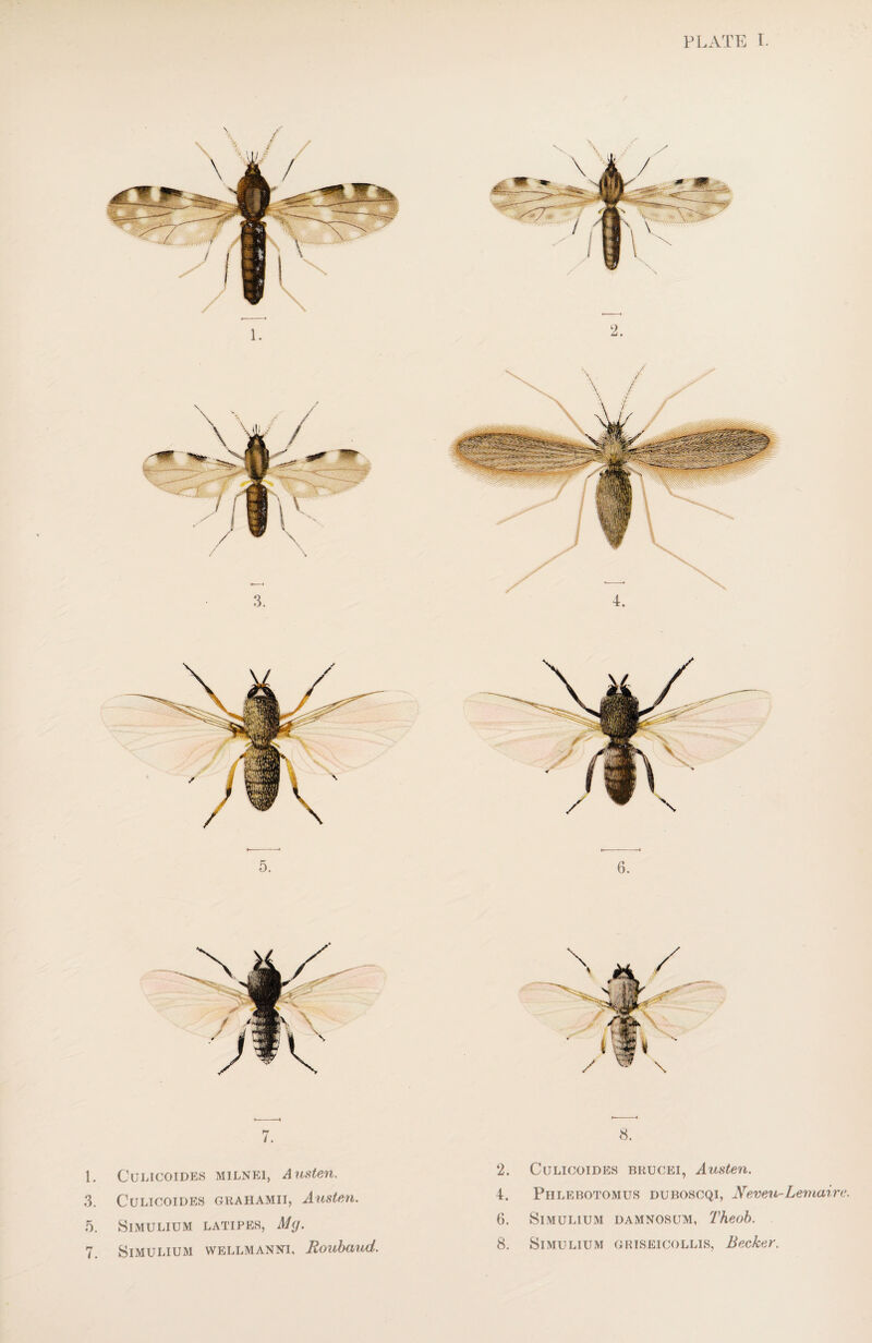 7. 1. Culicoides MILNE1, Austen. 3. Culicoides grahamii, Austen. 5. SiMULIUM LATIPES, Mg. 7. SlMULIUM WELLMANM, Roubdud. 8. 2. Culicoides brucei, Austen. 4. Phlebotomus duboscqi, Neveu-Lemaire. 6. Simulium damnosum, Theob. 8. Simulium griseicollis, Becker.