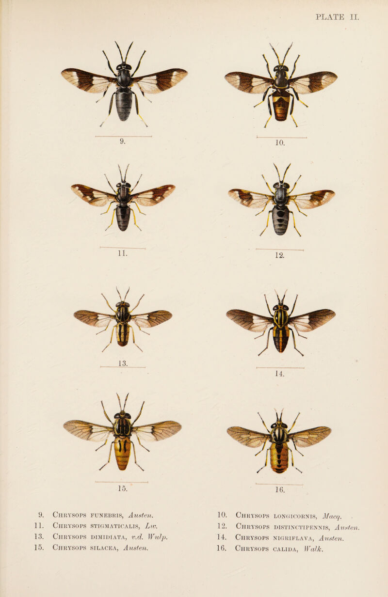 15. 16. 9. Chrysops funebris, Austen. 10. Chrysops LONGICORNIS, Mocq. 11. Chrysops STIGMATICALIS, LlV. 12. Chrysops DISTINCTIPENNIS, Allsten. 13. Chrysops DIMIDI AT A, V.d. Will]). 14. Chrysops nigriflaya, Austen. 15. Chrysops silacea, Austen. 16. Chrysops CALI DA, Walk.