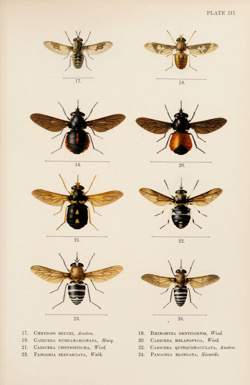 23. 1—-—-- e 24. 17. Chrysops brucei, Austen. 18. Rhinomyza denticornis, Wied. 19. Cadicera RUBRAMARGINATA, Macq. 20. Cadicera MELANOPYGA, Wied. 21. Cadicera chrysostigma, Wied. 22. Cadicera quinquemaculata, Austen,