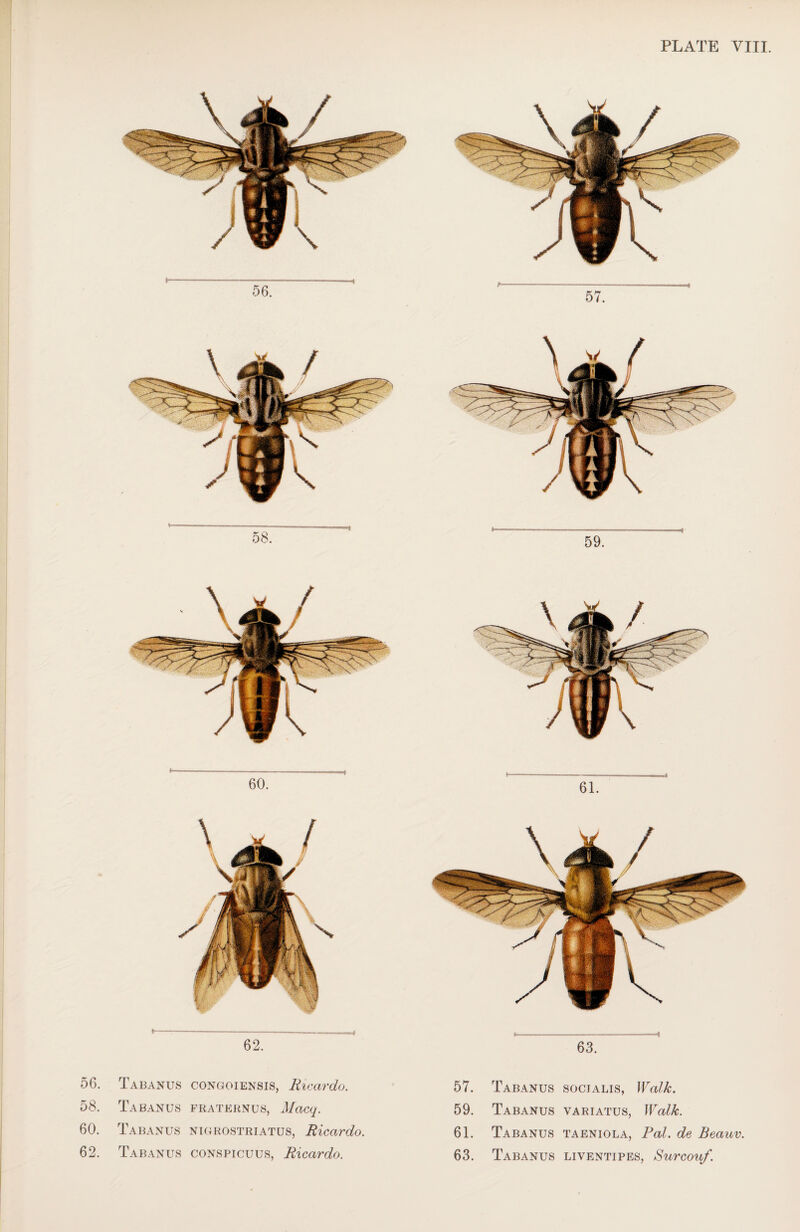 56. Tabanus congoiensiSj Ricardo. 57. Tabanus socjalis, Walk. 58. Tabanus FRATERNUS, Macq. 59. Tabanus VARIATUSj Walk. 60. Tabanus NIGROSTRIATUS, Ricardo. 61. Tabanus TAENIOLA, Pal. de Beauv.