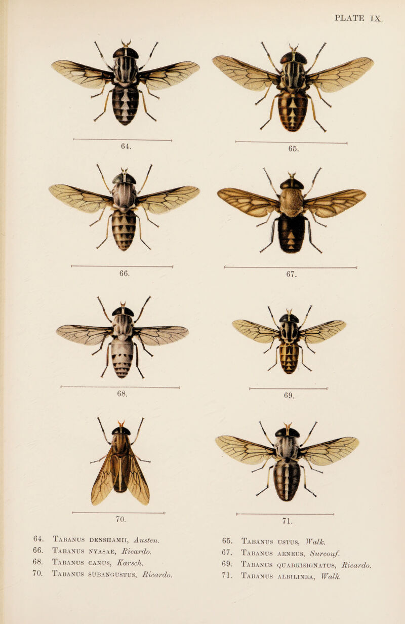 ■4 66. 67. 70. 64. Tabanus denshamii, Austen. 66. Tabanus nyasae, Ricardo. 68. Tabanus canus, Karsch. 71. 65. Tabanus ustus, Walk. 67. Tabanus AENEUS, Surcouf. 69. Tabanus Q u A dr is ignatus, Ri, car do.