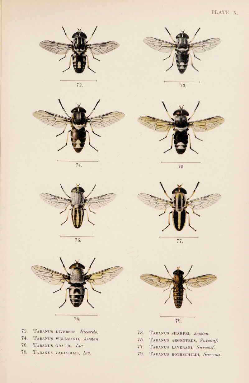 78. 72. Tabanus diversus, Ricardo. 74. Tabanus wellmanii, Austen. 76. Tabanus gratus, Lw. 78. Tabanus variabilis, Ltv. 79. 73. Tabanus sharpei, Austen. 75. Tabanus argenteus, Surcouf. 77. Tabanus laverani, Surcouf. 79. Tabanus rothschildi, Surcouf.