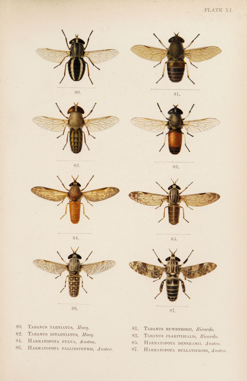 80. Tabanus taeniatus, Macq. 82. Tabanus ditaeniatus, Macq. 84. Haematopota fulva, Austen. 86. Haematopota pallidipennis, Austen. 87. 81. Tabanus ruwenzorii, Ricardo. 83. Tabanus claritibialis, Ricardo. 85. Haematopota denshamii, Austeni. 87. Haematopota bullatifrons, Austen.