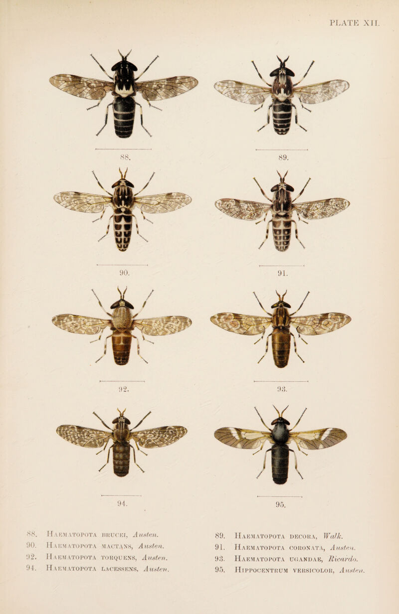 94. 88. Haematopota rrucei, Austen. 90. Haematopota m act a ns, Austen. 92. Haematopota torquens, Austen. 94. Haematopota lacessens, Austen. 89. Haematopota decora, Walk. 91. Haematopota coronata, Austen. 93. Haematopota Uganda e, Ricardo. 95. Hippocentrum versicolor, Austen.