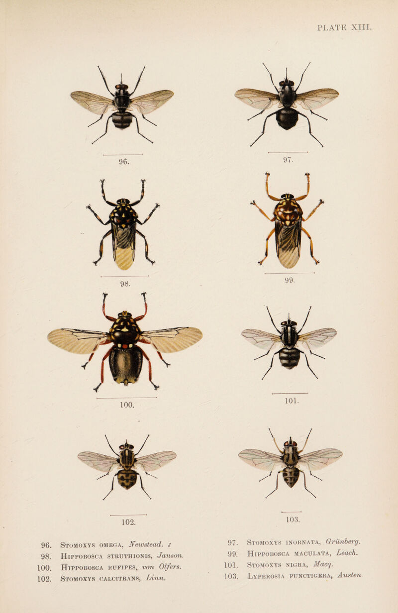 96. Stomoxys omega, Newstead. s 98. Hippobosca struthionis, Janson. 100. Hippobosca rufipes, von Offers. 102. Stomoxys caecitrans, Linn. 97. Stomoxys inornata, Griinberg. 99. Hippobosca maculata, Leach. 101. Stomoxys nigra, Macq. 103. Lyperosia punctigera, Austen