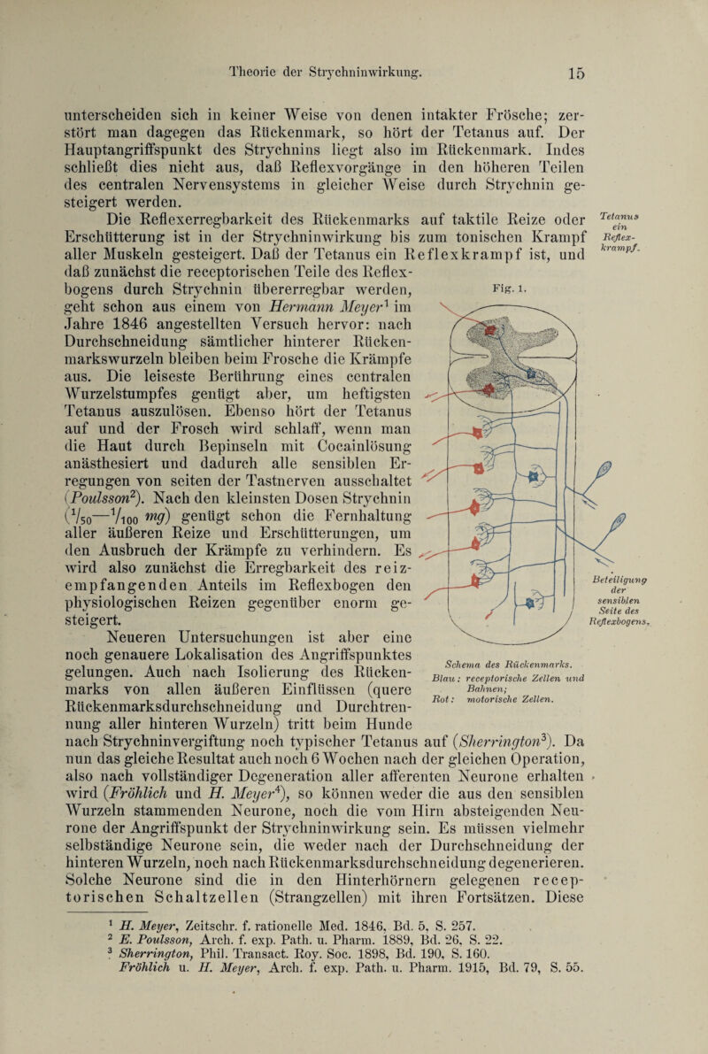 Fier. 1. unterscheiden sich in keiner Weise von denen intakter Frösche; zer¬ stört man dagegen das Rückenmark, so hört der Tetanus auf. Der Hauptangriffspunkt des Strychnins liegt also im Rückenmark. Indes schließt dies nicht aus, daß Reflexvorgänge in den höheren Teilen des centralen Nervensystems in gleicher Weise durch Strychnin ge¬ steigert werden. Die Reflexerregbarkeit des Rückenmarks auf taktile Reize oder Erschütterung ist in der Strychninwirkung bis zum tonischen Krampf aller Muskeln gesteigert. Daß der Tetanus ein Reflexkrampf ist, und daß zunächst die receptorischen Teile des Reflex¬ bogens durch Strychnin übererregbar werden, geht schon aus einem von Hermann Meyer1 im Jahre 1846 angestellten Versuch hervor: nach Durchschneidung sämtlicher hinterer Rücken¬ markswurzeln bleiben beim Frosche die Krämpfe aus. Die leiseste Berührung eines centralen Wurzelstumpfes genügt aber, um heftigsten Tetanus auszulösen. Ebenso hört der Tetanus auf und der Frosch wird schlaff, wenn man die Haut durch Bepinseln mit Cocainlösung anästhesiert und dadurch alle sensiblen Er¬ regungen von seiten der Tastnerven ausschaltet (Poulsson2). Nach den kleinsten Dosen Strychnin (Vso—Vioo m9) genügt schon die Fernhaltung aller äußeren Reize und Erschütterungen, um den Ausbruch der Krämpfe zu verhindern. Es wird also zunächst die Erregbarkeit des reiz¬ empfangenden Anteils im Reflexbogen den physiologischen Reizen gegenüber enorm ge¬ steigert. Neueren Untersuchungen ist aber eine noch genauere Lokalisation des Angriffspunktes gelungen. Auch nach Isolierung des Rücken¬ marks von allen äußeren Einflüssen (quere Rückenmarksdurchsckneidung und Durchtren¬ nung aller hinteren Wurzeln) tritt beim Hunde nach Strychninvergiftung noch typischer Tetanus auf (Sherrington3). Da nun das gleiche Resultat auch noch 6 Wochen nach der gleichen Operation, also nach vollständiger Degeneration aller afferenten Neurone erhalten wird (Fröhlich und H. Meyer4), so können weder die aus den sensiblen Wurzeln stammenden Neurone, noch die vom Hirn absteigenden Neu¬ rone der Angriffspunkt der Strychninwirkung sein. Es müssen vielmehr selbständige Neurone sein, die weder nach der Durchschneidung der hinteren Wurzeln, noch nach Rückenmarksdurchschneidung degenerieren. Solche Neurone sind die in den Hinterhörnern gelegenen recep¬ torischen Schaltzellen (Strangzellen) mit ihren Fortsätzen. Diese 1 H. Meyer, Zeitschr. f. rationelle Med. 1846, Bd. 5, S. 257. 2 E. Poulsson, Arch. f. exp. Path. n. Pharm. 1889, Bd. 26, S. 22. 3 Sherrington, Phil. Transact. Boy. Soc. 1898, Bd. 190, S. 160. Fröhlich u. H. Meyer, Arch. f. exp. Path. u. Pharm. 1915, Bd. 79, S. 55. Tetanus ein Reflex¬ krampf. Beteiligung der sensiblen Seite des Reflexbogens. Schema des Rückenmarks. Blau: receptorische Zellen und Bahnen; Rot: motorische Zellen.