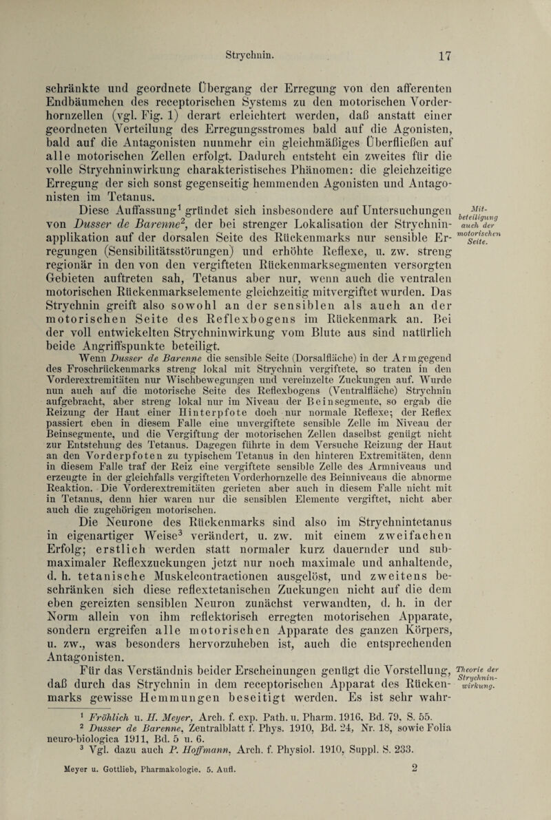 schränkte und geordnete Übergang der Erregung von den afferenten Endbäumchen des receptorischen Systems zu den motorischen Vorder¬ hornzellen (ygl. Fig. 1) derart erleichtert werden, daß anstatt einer geordneten Verteilung des Erregungsstromes bald auf die Agonisten, bald auf die Antagonisten nunmehr ein gleichmäßiges Überfließen auf alle motorischen Zellen erfolgt. Dadurch entsteht ein zweites für die volle Strychninwirkung charakteristisches Phänomen: die gleichzeitige Erregung der sich sonst gegenseitig hemmenden Agonisten und Antago¬ nisten im Tetanus. Diese Auffassung1 gründet sich insbesondere auf Untersuchungen -FF von Busser de Barenne2, der bei strenger Lokalisation der Strychnin- auch der applikation auf der dorsalen Seite des Rückenmarks nur sensible Er- mot°^htn regungen (Sensibilitätsstörungen) und erhöhte Reflexe, u. zw. streng- regionär in den von den vergifteten Rückenmarksegmenten versorgten Gebieten auftreten sah, Tetanus aber nur, wenn auch die ventralen motorischen Rückenmarkselemente gleichzeitig mitvergiftet wurden. Das Strychnin greift also sowohl an der sensiblen als auch an der motorischen Seite des Reflexbogens im Rückenmark an. Bei der voll entwickelten Strychninwirkung vom Blute aus sind natürlich beide Angriffspunkte beteiligt. Wenn Dusser de Barenne die sensible Seite (Dorsalfläche) in der Armgegend des Froschrückenmarks streng lokal mit Strychnin vergiftete, so traten in den Vorderextremitäten nur Wischbewegungen und vereinzelte Zuckungen auf. Wurde nun auch auf die motorische Seite des Reflexbogens (Ventralfläche) Strychnin aufgebracht, aber streng lokal nur im Niveau der Beinsegmente, so ergab die Reizung der Haut einer Hinterpfote doch nur normale Reflexe; der Reflex passiert eben in diesem Falle eine unvergiftete sensible Zelle im Niveau der Beinsegmente, und die Vergiftung der motorischen Zellen daselbst genügt nicht zur Entstehung des Tetanus. Dagegen führte in dem Versuche Reizung der Haut an den Vorderpfoten zu typischem Tetanus in den hinteren Extremitäten, denn in diesem Falle traf der Reiz eine vergiftete sensible Zelle des Armniveaus und erzeugte in der gleichfalls vergifteten Vorderhornzelle des Beinniveaus die abnorme Reaktion. Die Vorderextremitäten gerieten aber auch in diesem Falle nicht mit in Tetanus, denn hier waren nur die sensiblen Elemente vergiftet, nicht aber auch die zugehörigen motorischen. Die Neurone des Rückenmarks sind also im Strychnintetanus in eigenartiger Weise3 verändert, u. zw. mit einem zweifachen Erfolg; erstlich werden statt normaler kurz dauernder und sub¬ maximaler Reflexzuckungen jetzt nur noch maximale und anhaltende, d. h. tetanische Muskelcontractionen ausgelöst, und zweitens be¬ schränken sich diese reflextetanischen Zuckungen nicht auf die dem eben gereizten sensiblen Neuron zunächst verwandten, d. h. in der Norm allein von ihm reflektorisch erregten motorischen Apparate, sondern ergreifen alle motorischen Apparate des ganzen Körpers, u. zw., was besonders hervorzuheben ist, auch die entsprechenden Antagonisten. Für das Verständnis beider Erscheinungen genügt die Vorstellung, daß durch das Strychnin in dem receptorischen Apparat des Rücken- Wirkung. marks gewisse Hemmungen beseitigt werden. Es ist sehr wahr- 1 Fröhlich u. II. Meyer, Arch. f. exp. Path. u. Pharm. 1916, Bd. 79, S. 55. 2 Dusser de Barenne, Zentralblatt f. Phys. 1910, Bd. 24, Nr. 18, sowie Folia neuro-biologica 1911, Bd. 5 u. 6. 3 Vgl. dazu auch P. Hoffmann, Arch. f. Physiol. 1910, Suppl. S. 233. 2 Meyer u. Gottlieb, Pharmakologie. 5. Aufl.